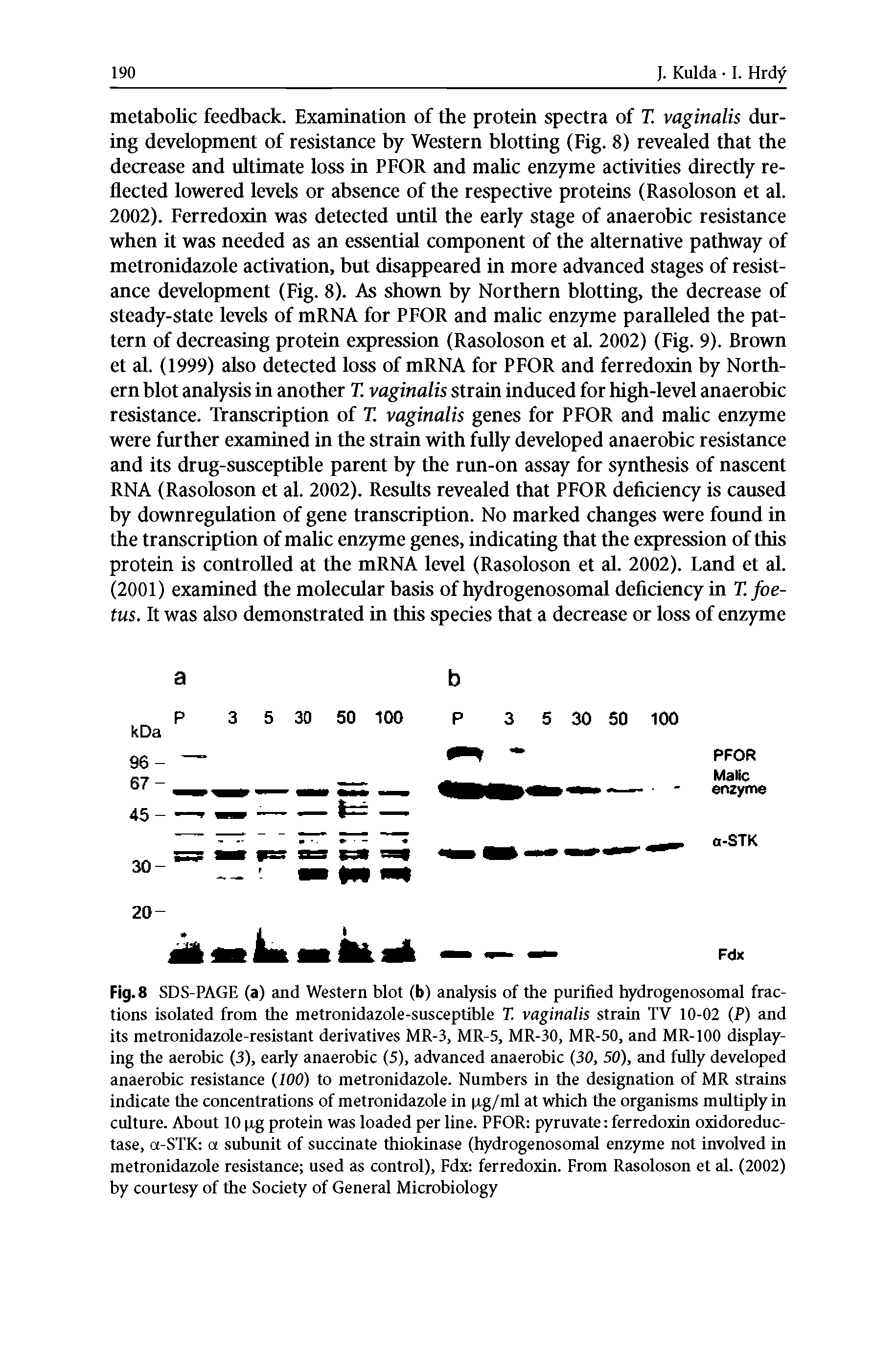 Fig. 8 SDS-PAGE (a) and Western blot (b) analysis of the purified hydrogenosomal fractions isolated from the metronidazole-susceptible T. vaginalis strain TV 10-02 (P) and its metronidazole-resistant derivatives MR-3, MR-5, MR-30, MR-50, and MR-100 displaying the aerobic (3), early anaerobic (5), advanced anaerobic (30, 50), and fully developed anaerobic resistance (100) to metronidazole. Numbers in the designation of MR strains indicate the concentrations of metronidazole in ixg/ml at which the organisms multiply in culture. About 10 pg protein was loaded per line. PFOR pyruvate ferredoxin oxidoreduc-tase, a-STK a subunit of succinate thiokinase (hydrogenosomal enzyme not involved in metronidazole resistance used as control), Fdx ferredoxin. From Rasoloson et al. (2002) by courtesy of the Society of General Microbiology...