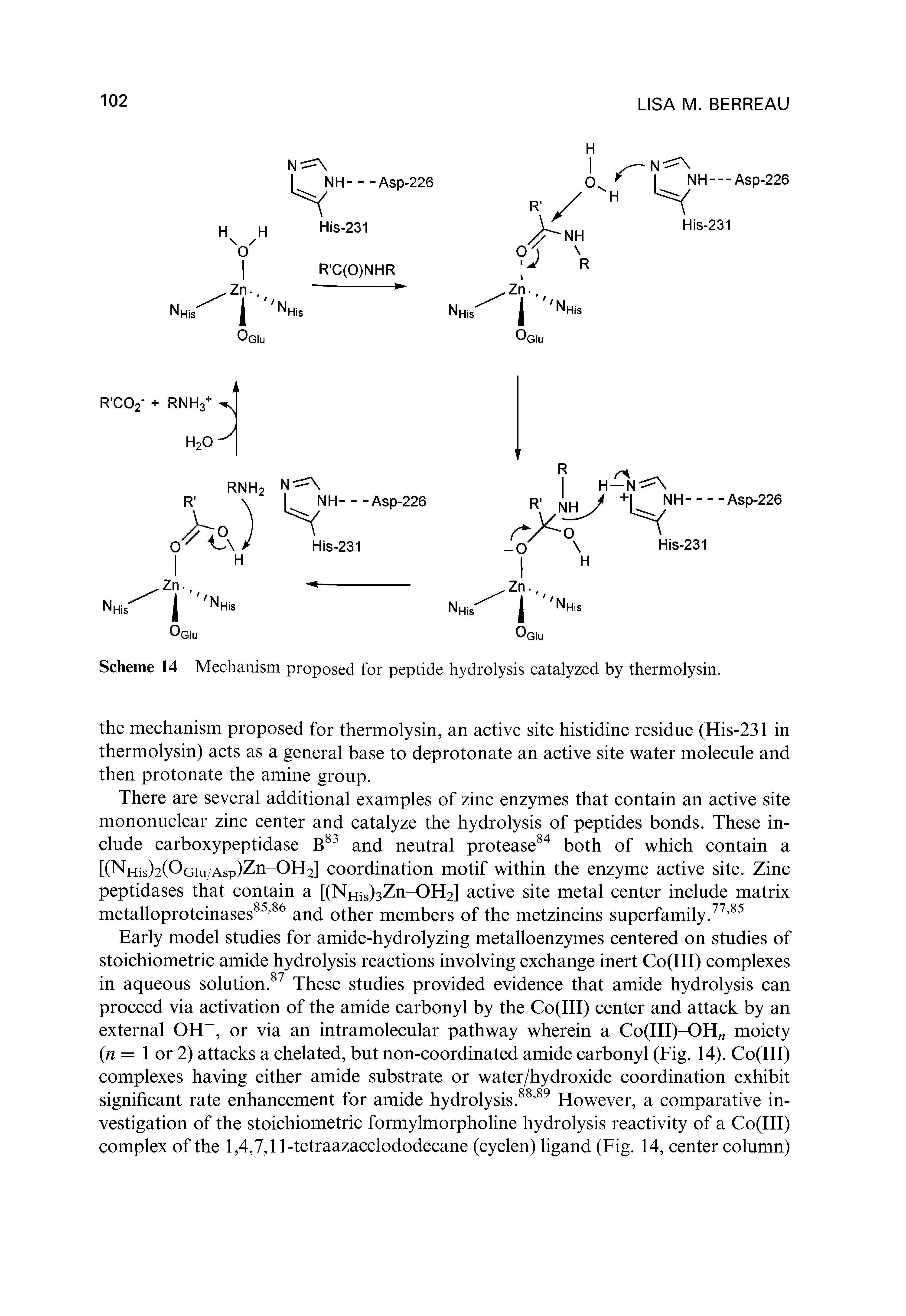 Scheme 14 Mechanism proposed for peptide hydrolysis catalyzed by thermolysin.