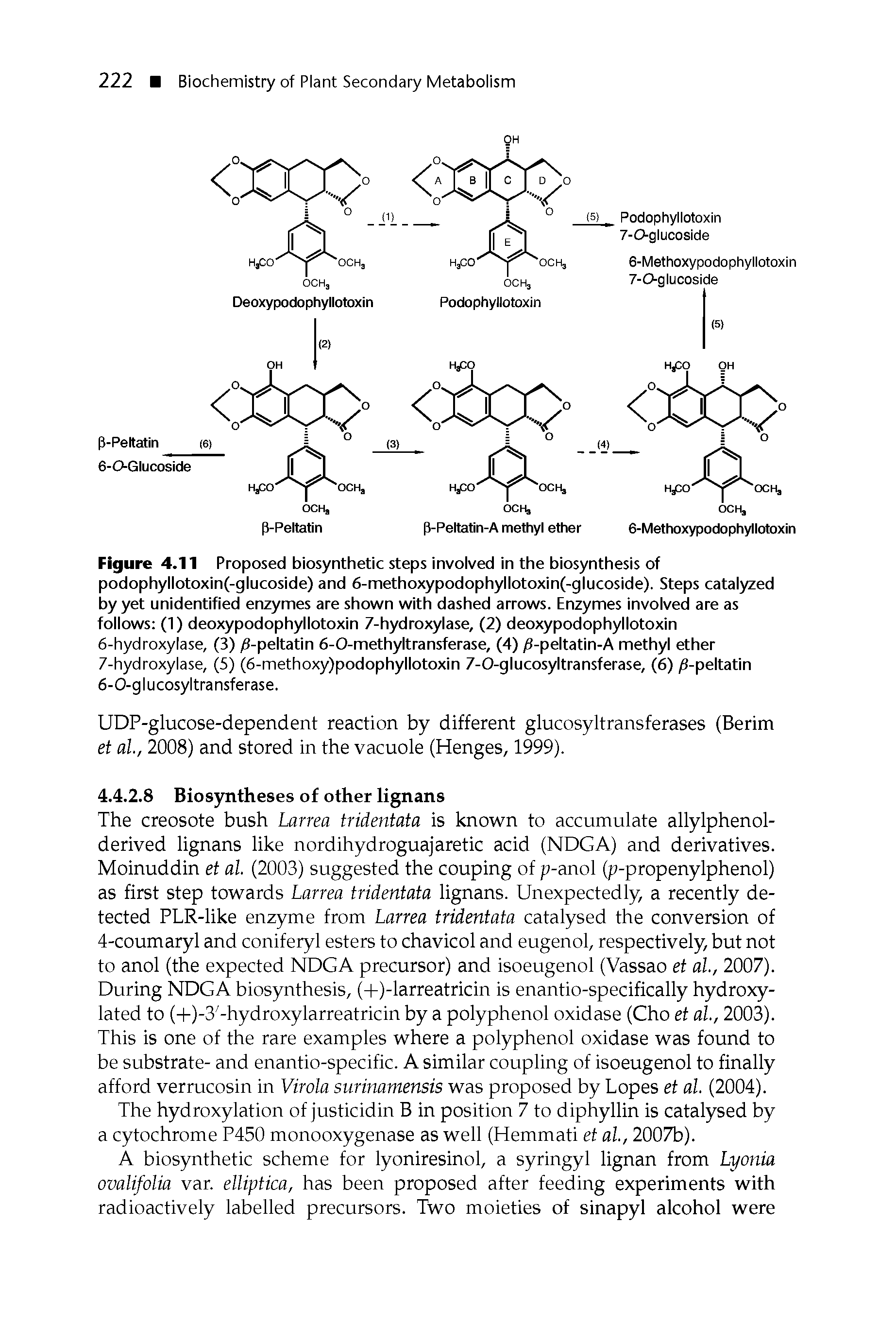Figure 4.11 Proposed biosynthetic steps involved in the biosynthesis of podophyllotoxin(-glucoside) and 6-methoxypodophyllotoxin(-glucoside). Steps catalyzed by yet unidentified enzymes are shown with dashed arrows. Enzymes involved are as follows (1) deoxypodophyllotoxin 7-hydroxylase, (2) deoxypodophyllotoxin...