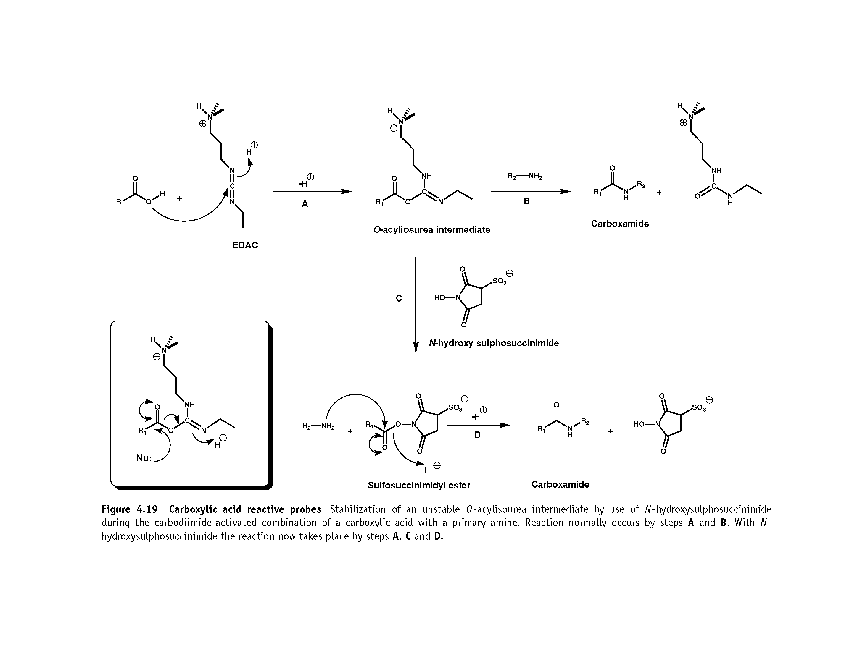 Figure 4.19 Carboxylic acid reactive probes. Stabilization of an unstable 0-acylisourea intermediate by use of A/-hydroxysulphosuccinimide during the carbodiimide-activated combination of a carboxylic acid with a primary amine. Reaction normally occurs by steps A and B. With N-hydroxysulphosuccinimide the reaction now takes place by steps A, C and D.