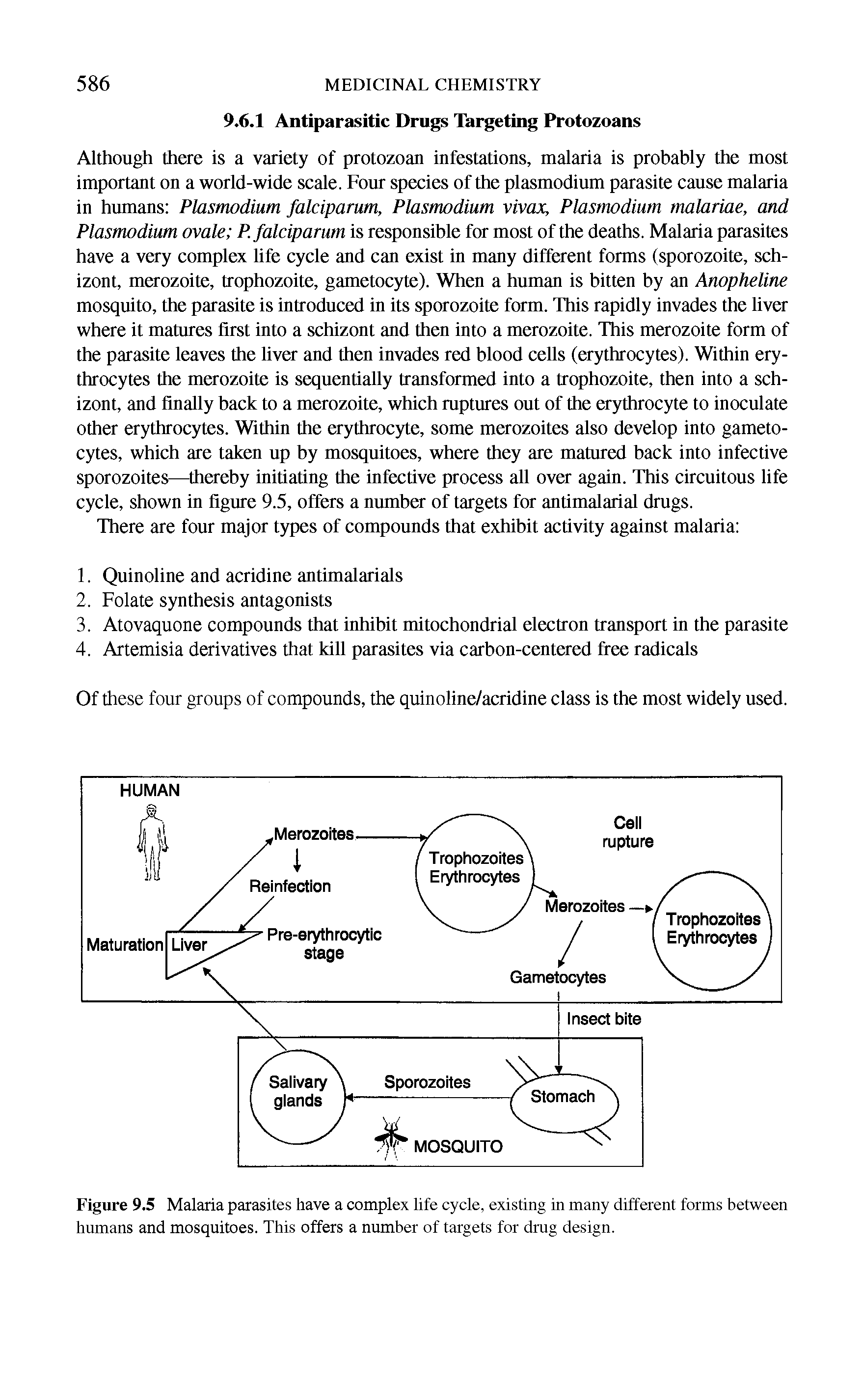 Figure 9.5 Malaria parasites have a complex life cycle, existing in many different forms between humans and mosquitoes. This offers a number of targets for drug design.