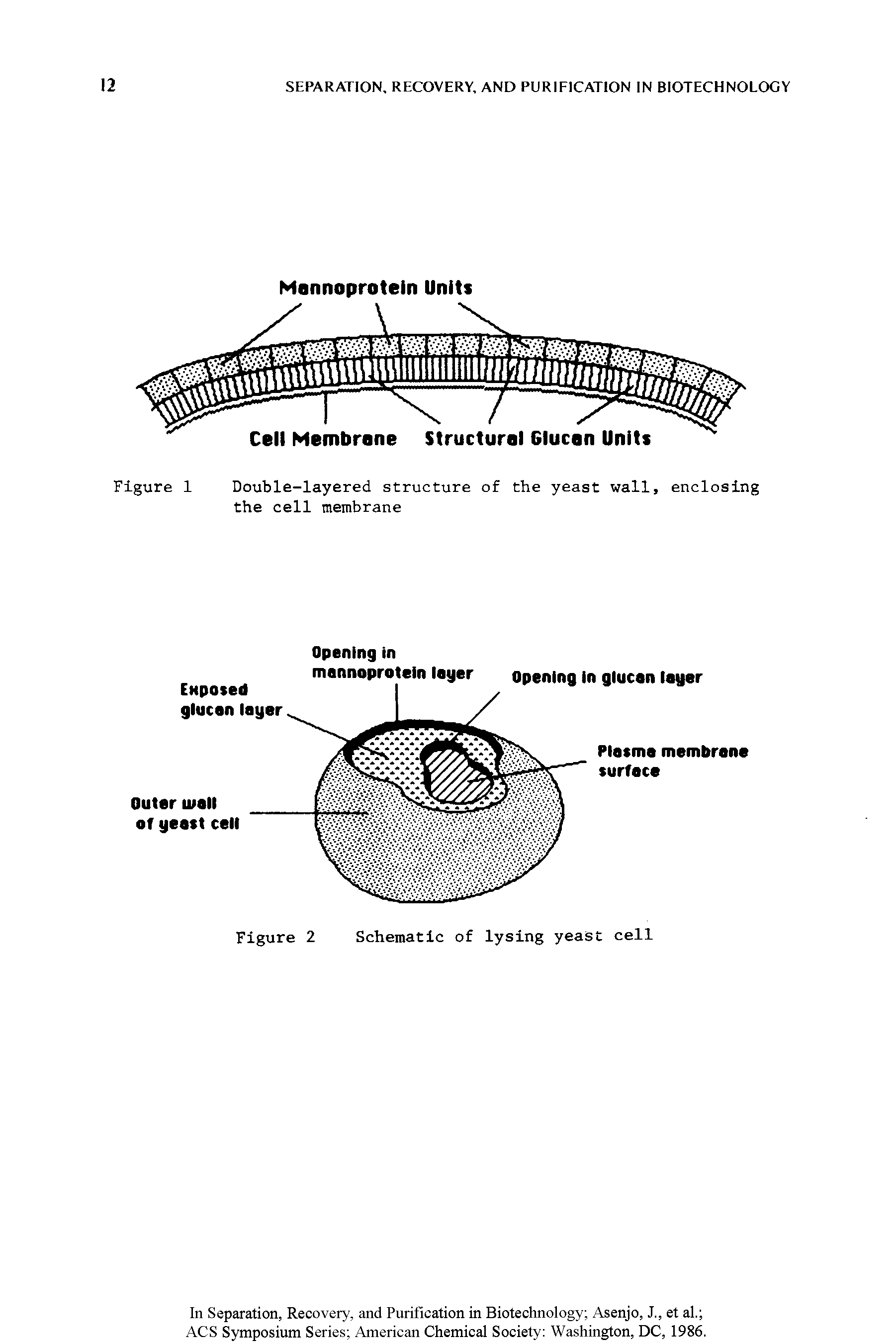 Figure 1 Double-layered structure of the yeast wall, enclosing the cell membrane...