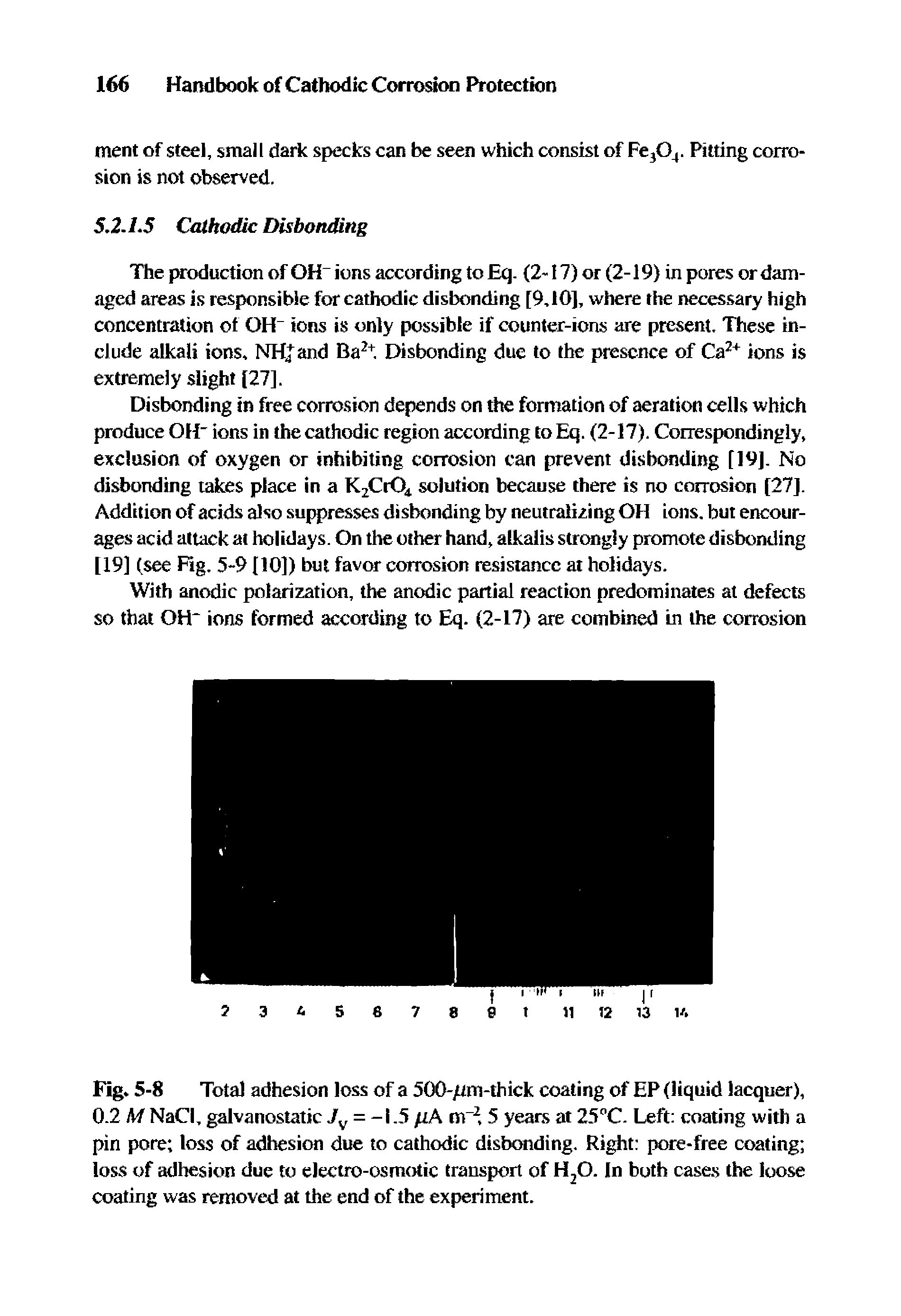 Fig. 5-8 Total adhesion loss of a 500-/xm-thick coating of EP (liquid lacquer), 0.2 M NaCI, galvanostatic = -1.5 /tA nrr, 5 years at 25"C. Left coating with a pin pore loss of adhesion due to cathodic disbonding. Right pore-free coating loss of adhesion due to electro-osmotic transport of H O. In both cases the loose coating was removed at the end of the experiment.