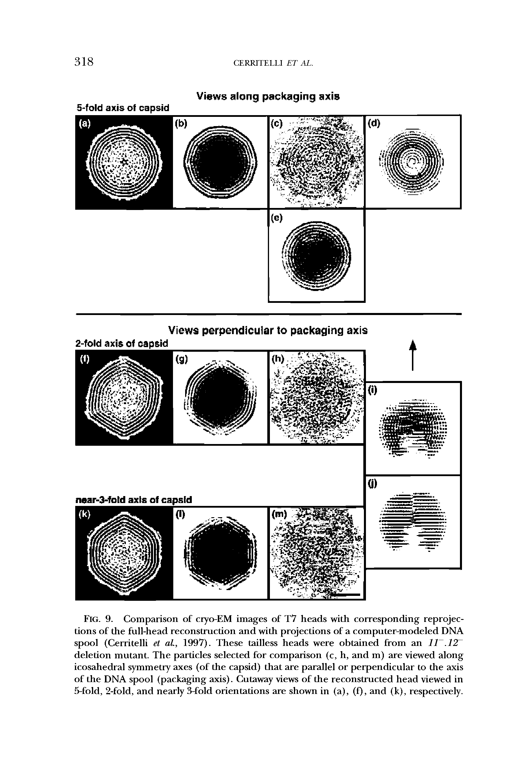 Fig. 9. Comparison of cryo-EM images of T7 heads with corresponding reprojections of the full-head reconstruction and with projections of a computer-modeled DNA spool (Cerritelli et at, 1997). These tailless heads were obtained from an 11. 12T deletion mutant. The particles selected for comparison (c, h, and m) are viewed along icosahedral symmetry axes (of the capsid) that are parallel or perpendicular to the axis of the DNA spool (packaging axis). Cutaway views of the reconstructed head viewed in 5-fold, 2-fold, and nearly 3-fold orientations are shown in (a), (f), and (k), respectively.