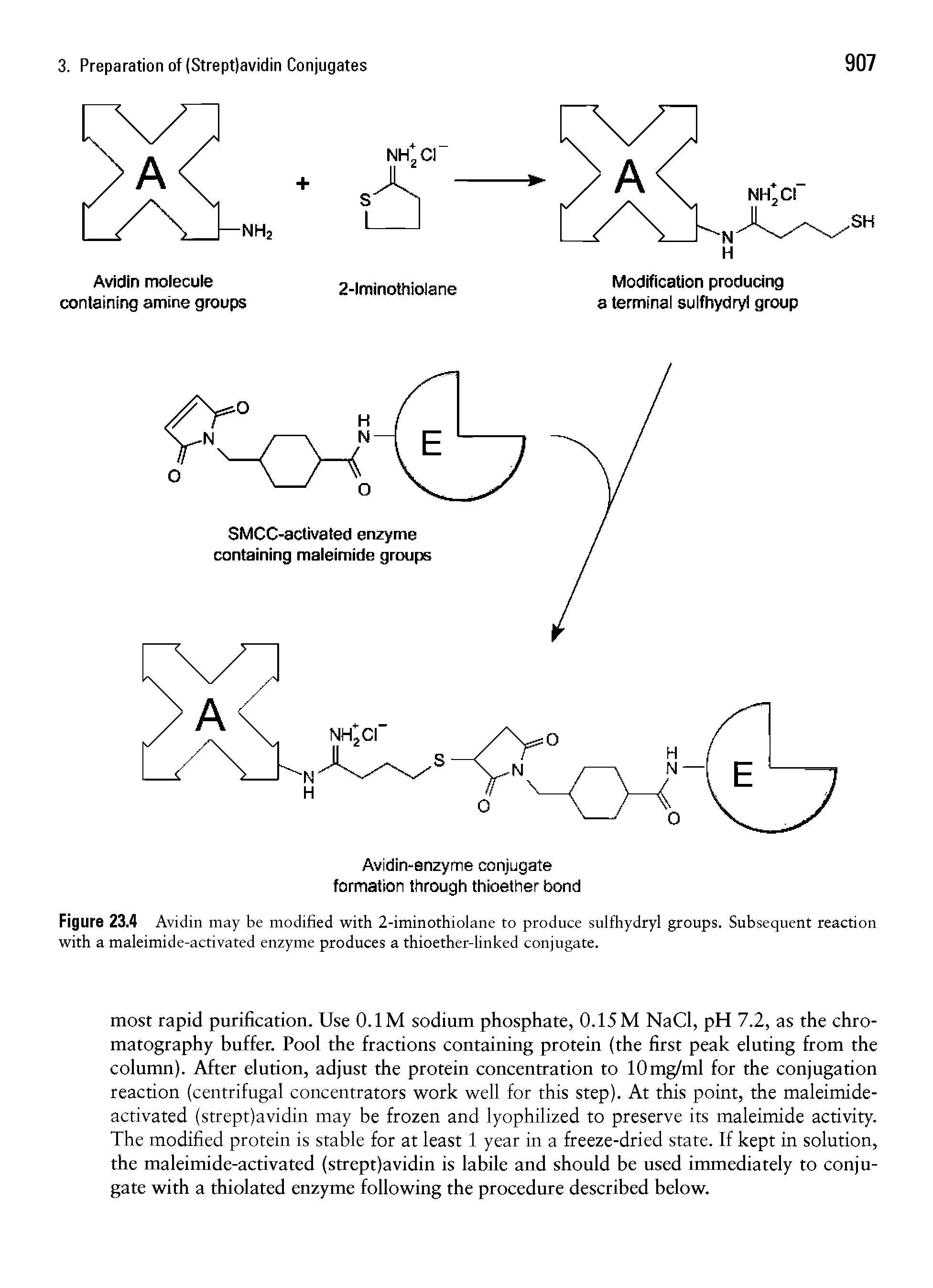 Figure 23.4 Avidin may be modified with 2-iminothiolane to produce sulfhydryl groups. Subsequent reaction with a maleimide-activated enzyme produces a thioether-linked conjugate.