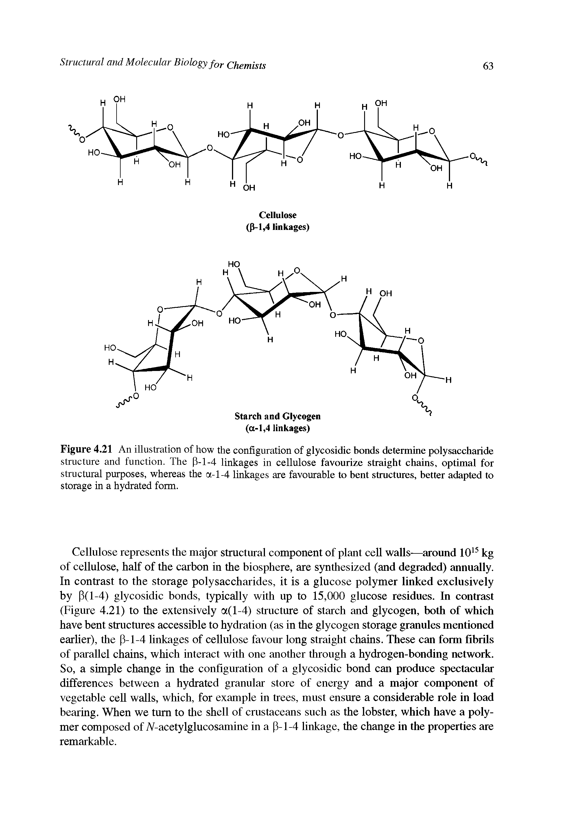 Figure 4.21 An illustration of how the configuration of glycosidic bonds determine polysaccharide structure and function. The P-1-4 linkages in cellulose favourize straight chains, optimal for structural purposes, whereas the a-1-4 linkages are favourable to bent structures, better adapted to storage in a hydrated form.