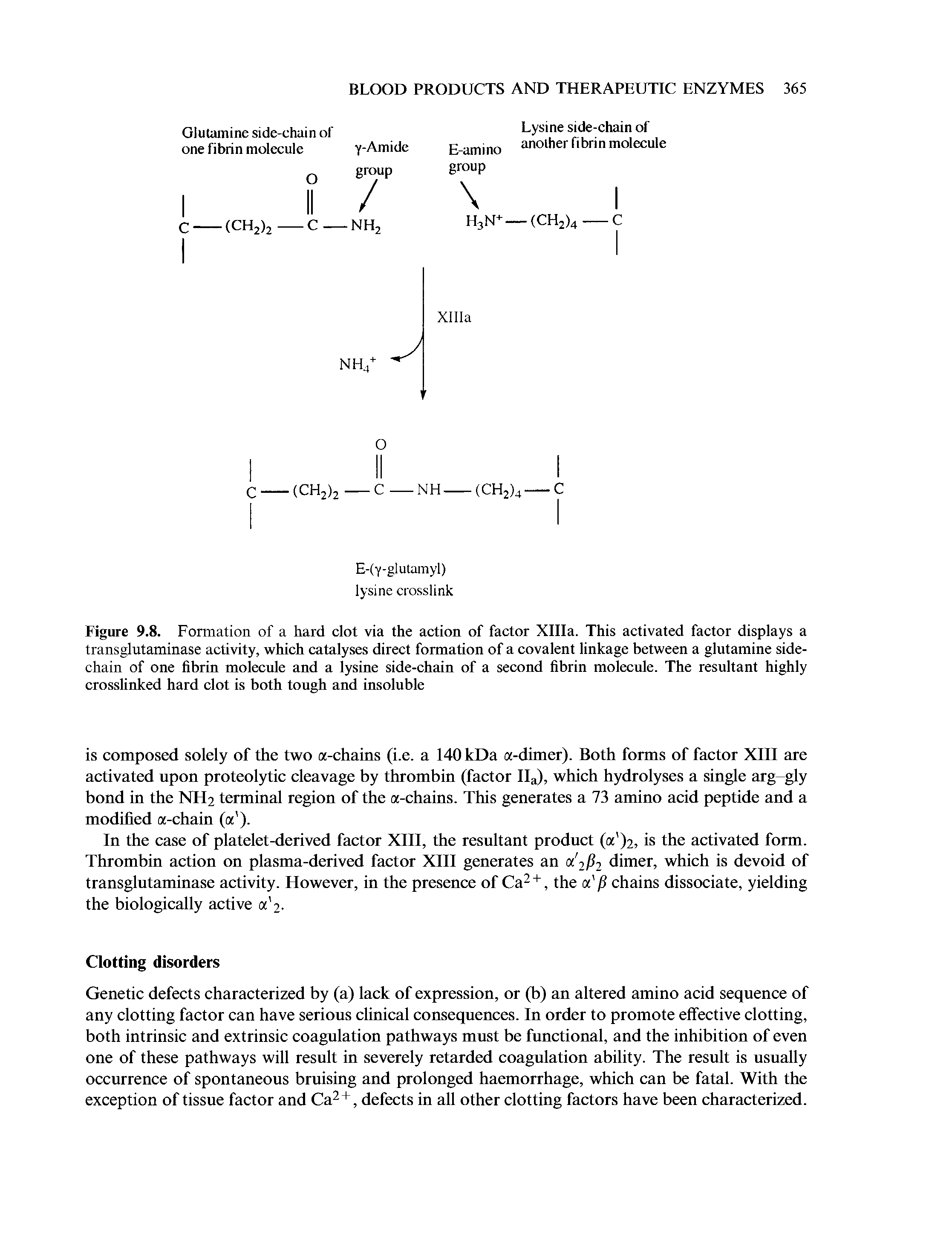 Figure 9.8. Formation of a hard clot via the action of factor Xllla. This activated factor displays a transglutaminase activity, which catalyses direct formation of a covalent linkage between a glutamine side-chain of one fibrin molecule and a lysine side-chain of a second fibrin molecule. The resultant highly crosslinked hard clot is both tough and insoluble...