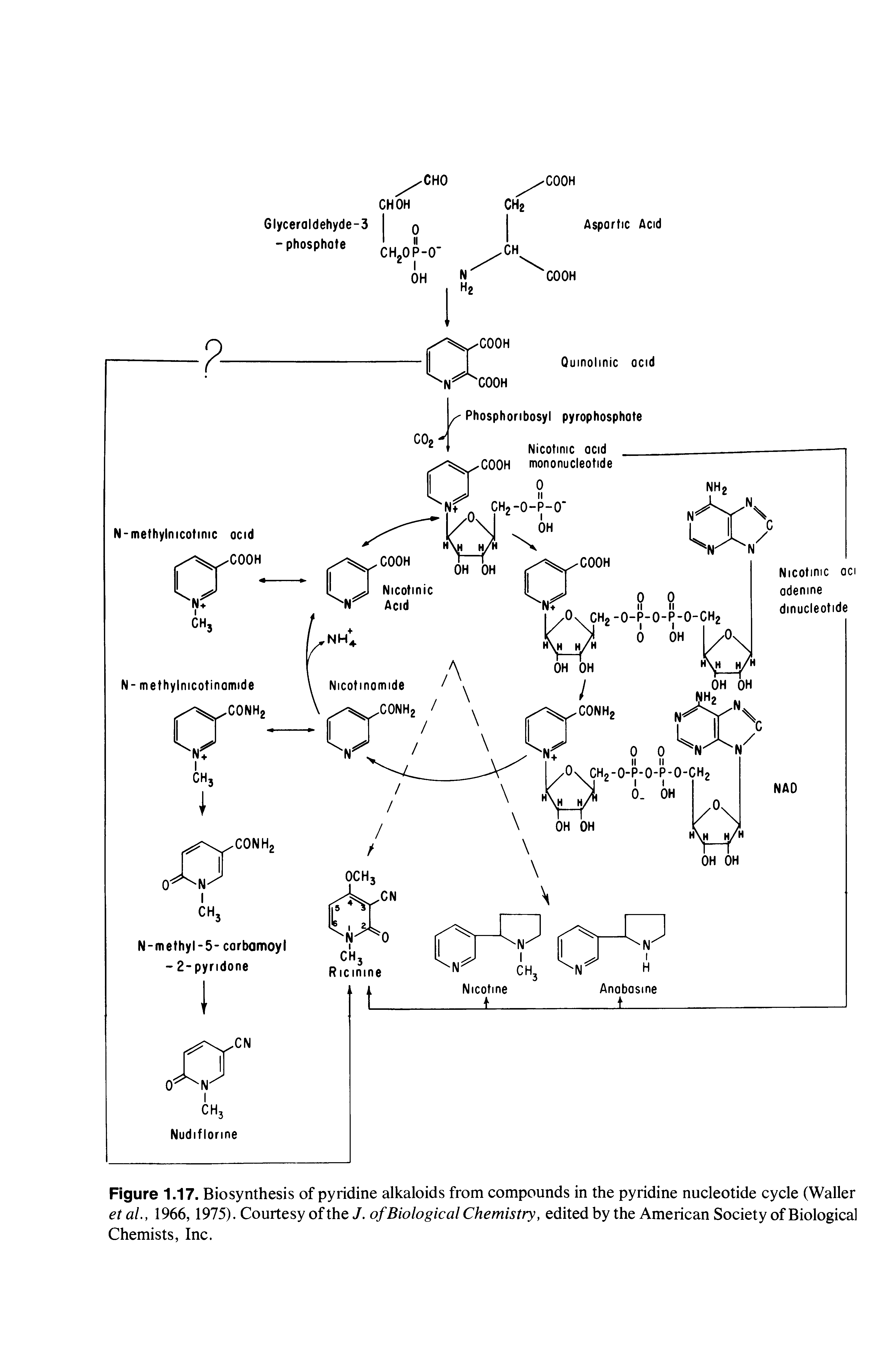 Figure 1.17. Biosynthesis of pyridine alkaloids from compounds in the pyridine nucleotide cycle (Waller et ai, 1966, 1975). Courtesy of the J. of Biological Chemistry, edited by the American Society of Biological Chemists, Inc.