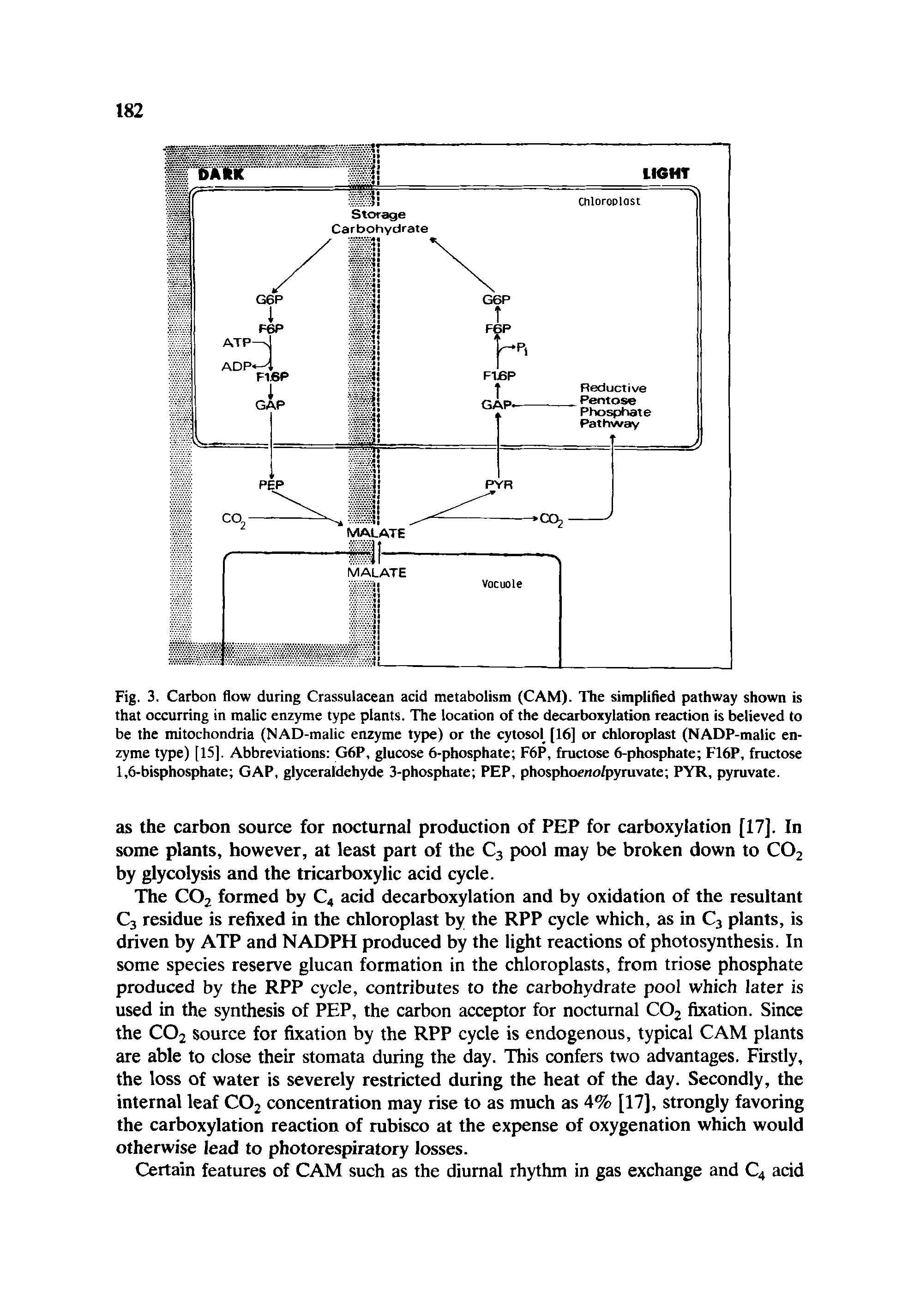 Fig. 3. Carbon flow during Crassulacean acid metabolism (CAM). The simplifled pathway shown is that occurring in malic enzyme type plants. The location of the decarboxylation reaction is believed to be the mitochondria (NAD-malic enzyme type) or the cytosol [16] or chloroplast (NADP-malic enzyme type) [15]. Abbreviations G6P, glucose 6-phosphate F6P, fructose 6-phosphate F16P, fructose 1,6-bisphosphate GAP, glyceraldehyde 3-phosphate PEP, phosphoeno/pyruvate PYR, pyruvate.