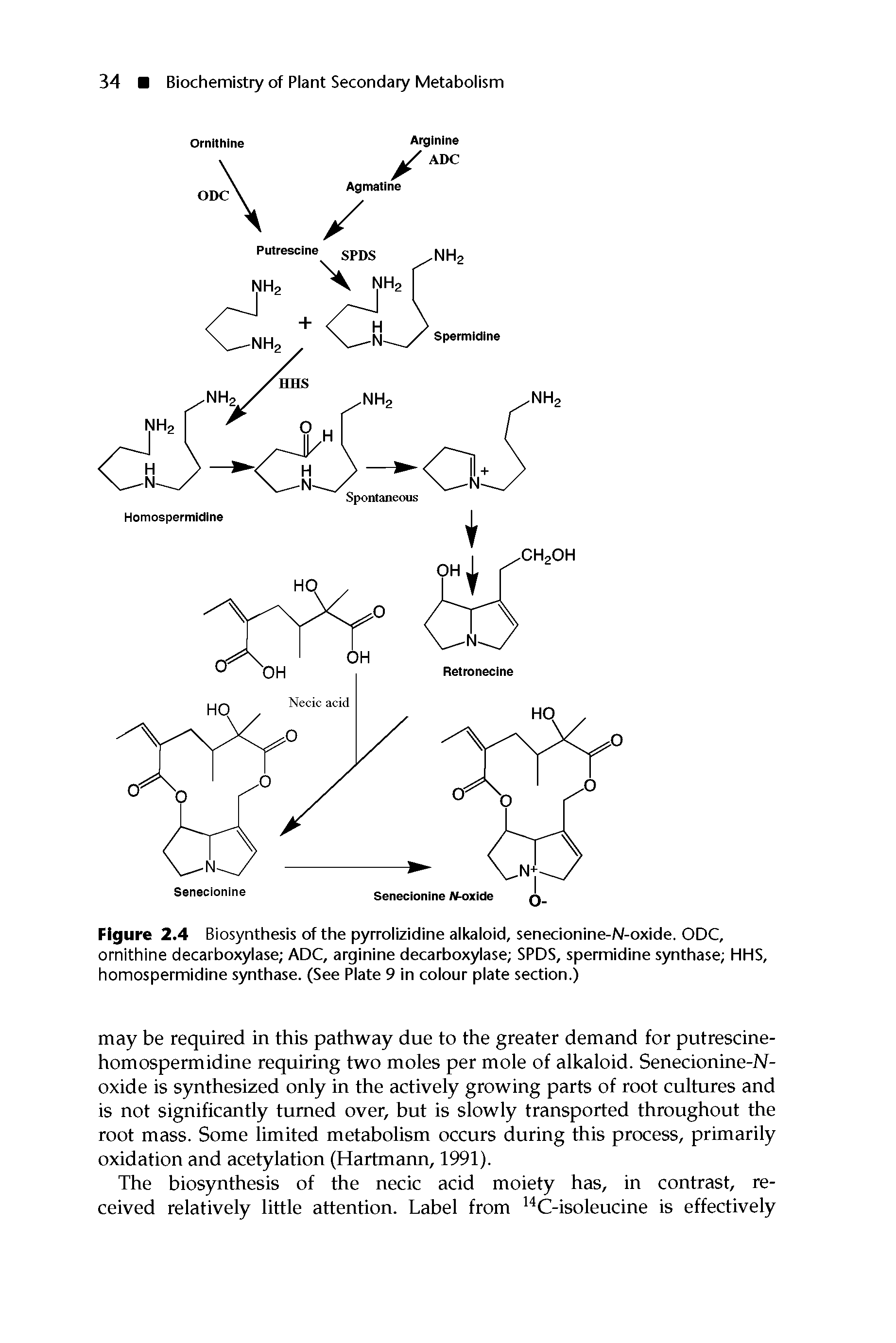 Figure 2.4 Biosynthesis of the pyrrolizidine alkaloid. senecionine-N-oxide. ODC, ornithine decarboxylase ADC, arginine decarboxylase SPDS, spermidine synthase HHS, homospermidine synthase. (See Plate 9 in colour plate section.)...