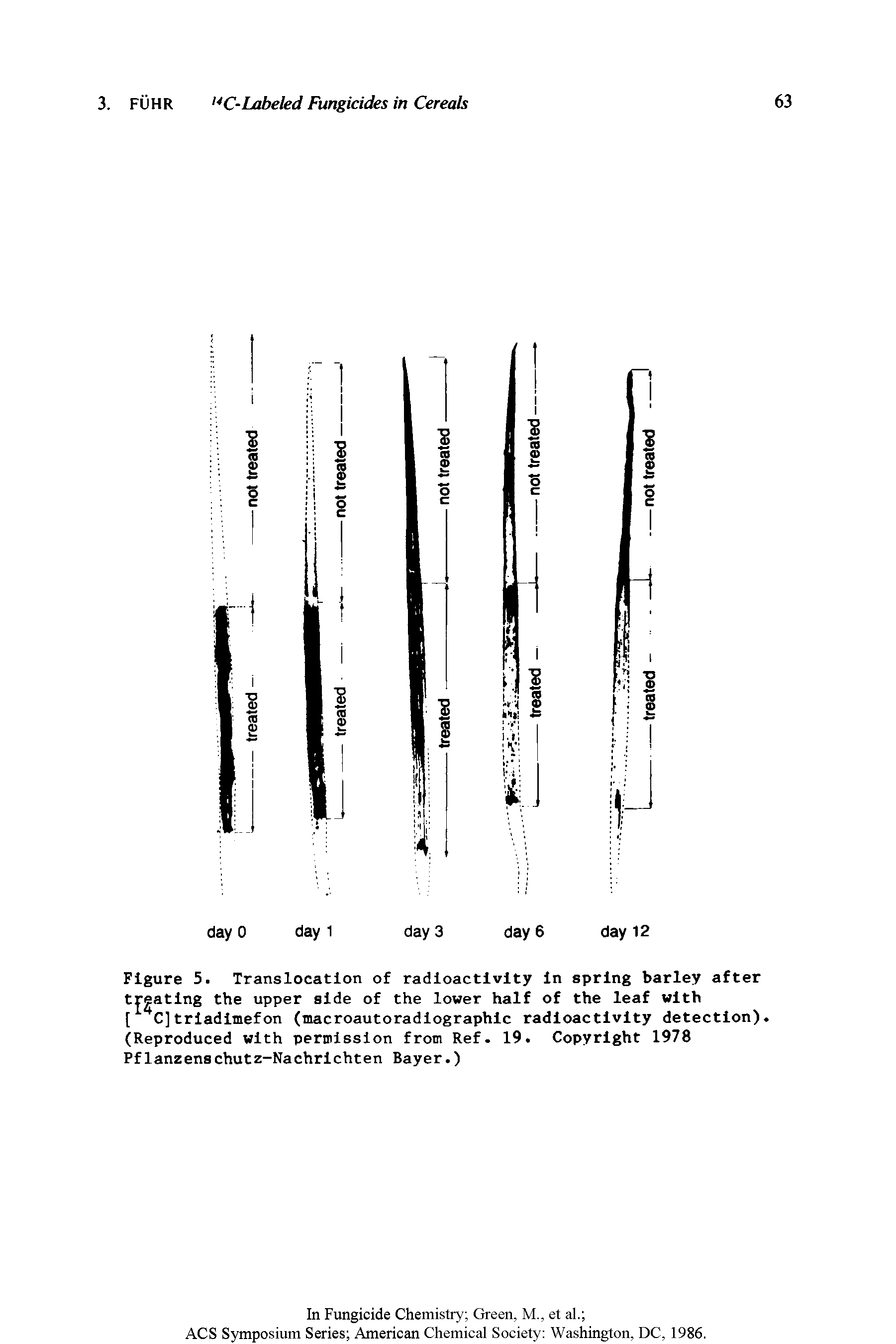 Figure 5. Translocation of radioactivity in spring barley after testing the upper side of the lower half of the leaf with [ C]triadimefon (macroautoradiographic radioactivity detection). (Reproduced with permission from Ref. 19. Copyright 1978 Pflanzenschutz-Nachrichten Bayer.)...