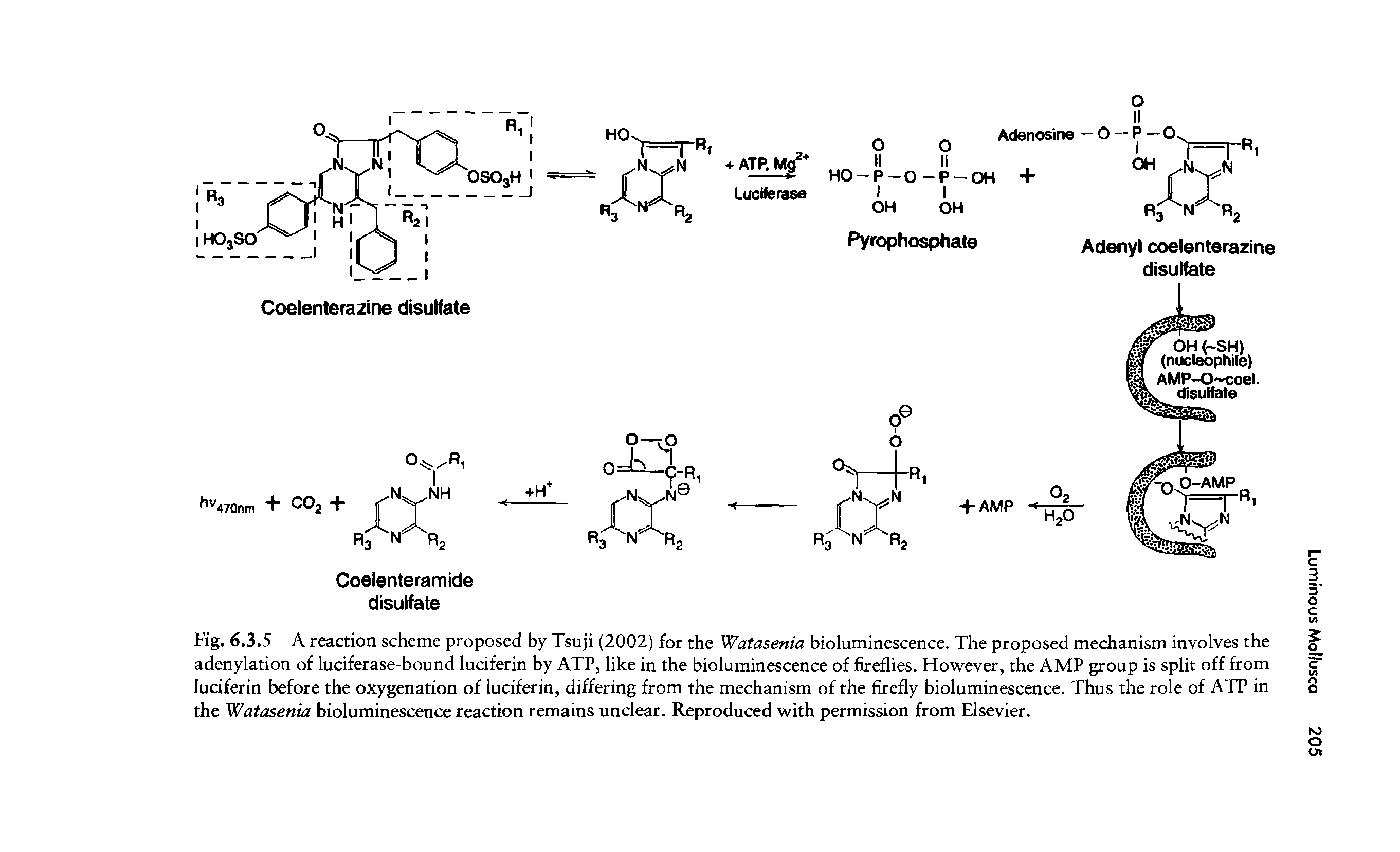 Fig. 6.3.5 A reaction scheme proposed by Tsuji (2002) for the Watasenia bioluminescence. The proposed mechanism involves the adenylation of luciferase-bound luciferin by ATP, like in the bioluminescence of fireflies. However, the AMP group is split off from luciferin before the oxygenation of luciferin, differing from the mechanism of the firefly bioluminescence. Thus the role of ATP in the Watasenia bioluminescence reaction remains unclear. Reproduced with permission from Elsevier.
