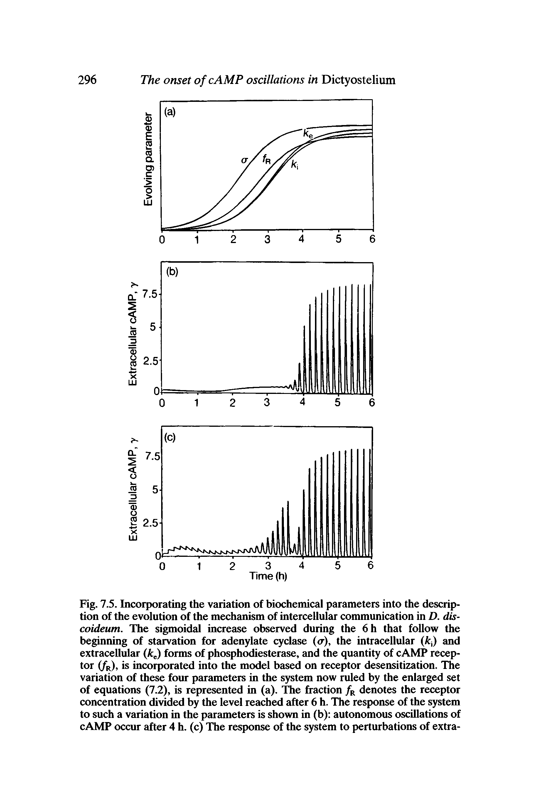 Fig. 7.5. Incorporating the variation of biochemical parameters into the description of the evolution of the mechanism of intercellular communication in D. dis-coideum. The sigmoidal increase observed during the 6h that follow the beginning of starvation for adenylate cyclase (<r), the intracellular (fcj) and extracellular (fcJ forms of phosphodiesterase, and the quantity of cAMP receptor iff), is incorporated into the model based on receptor desensitization. The variation of these four parameters in the system now ruled by the enlarged set of equations (7.2), is represented in (a). The fraction /r denotes the receptor concentration divided by the level reached after 6 h. The response of the system to such a variation in the pcU ameters is shown in (b) autonomous oscillations of cAMP occur after 4 h. (c) The response of the system to perturbations of extra-...