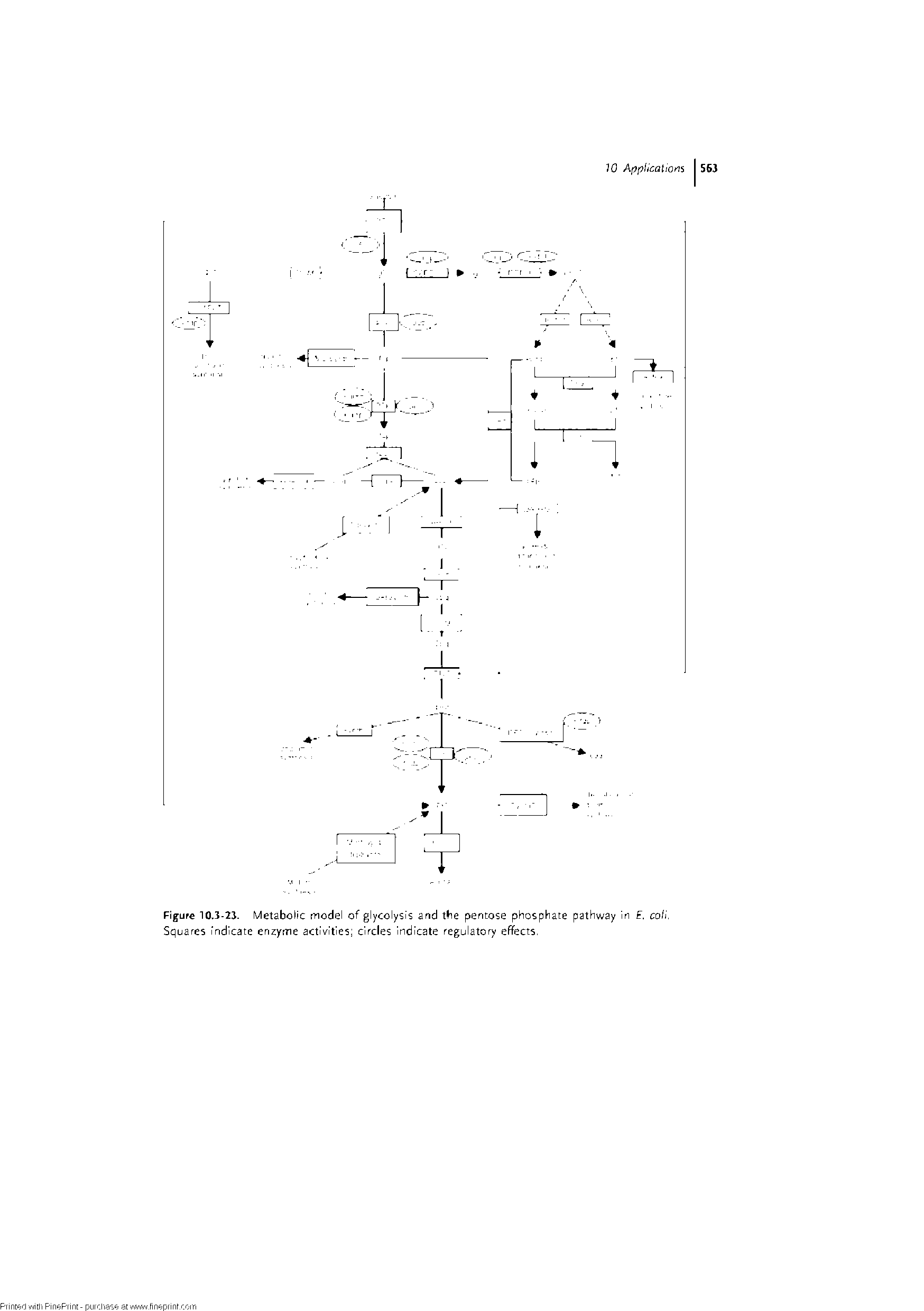 Figure 10.3-23. Metabolic model of glycolysis and tbe pentose phosphate pathway in E. coli. Squares Indicate enzyme activities circles indicate regulatory effects,...