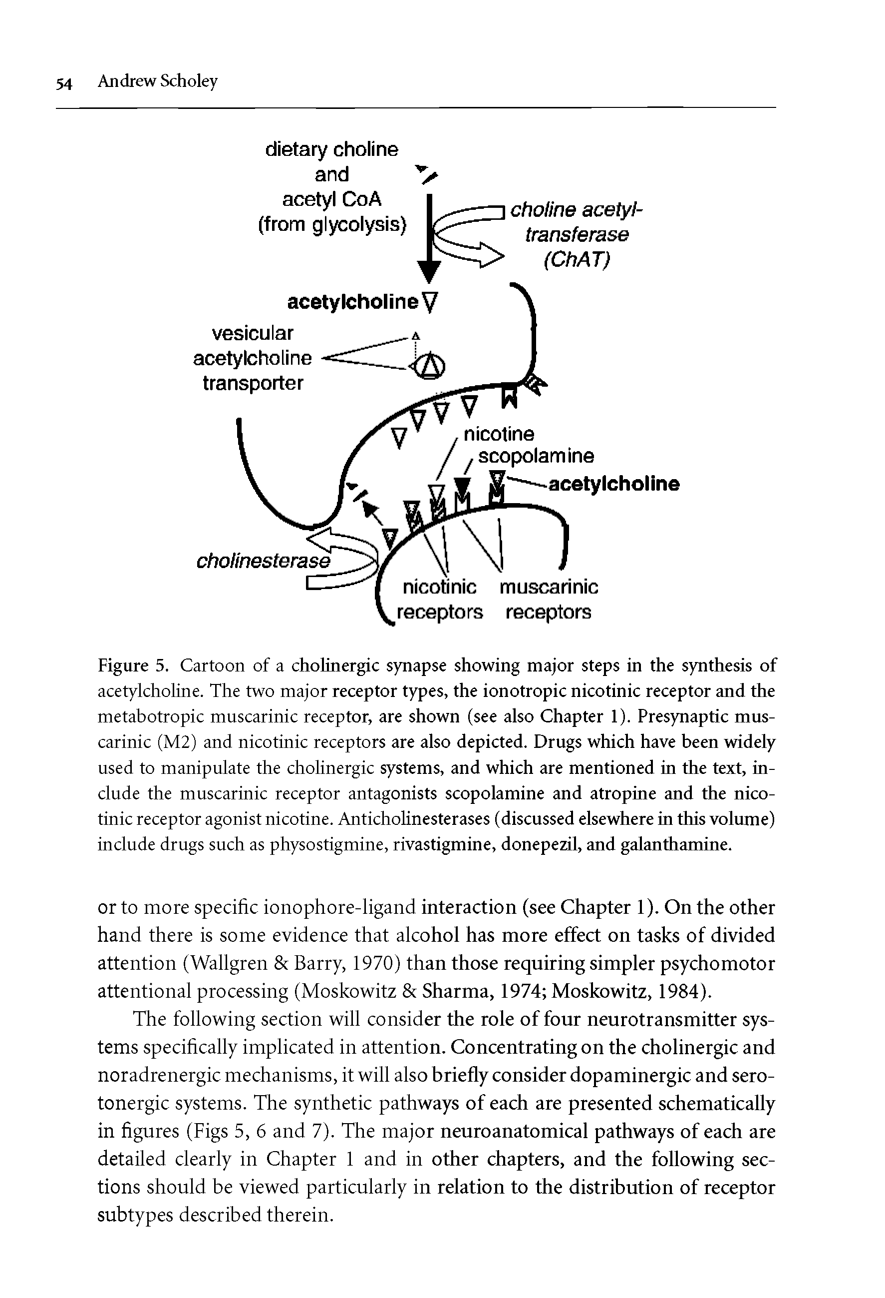 Figure 5. Cartoon of a cholinergic synapse showing major steps in the synthesis of acetylcholine. The two major receptor types, the ionotropic nicotinic receptor and the metabotropic muscarinic receptor, are shown (see also Chapter 1). Presynaptic muscarinic (M2) and nicotinic receptors are also depicted. Drugs which have been widely used to manipulate the cholinergic systems, and which are mentioned in the text, include the muscarinic receptor antagonists scopolamine and atropine and the nicotinic receptor agonist nicotine. Anticholinesterases (discussed elsewhere in this volume) include drugs such as physostigmine, rivastigmine, donepezil, and galanthamine.