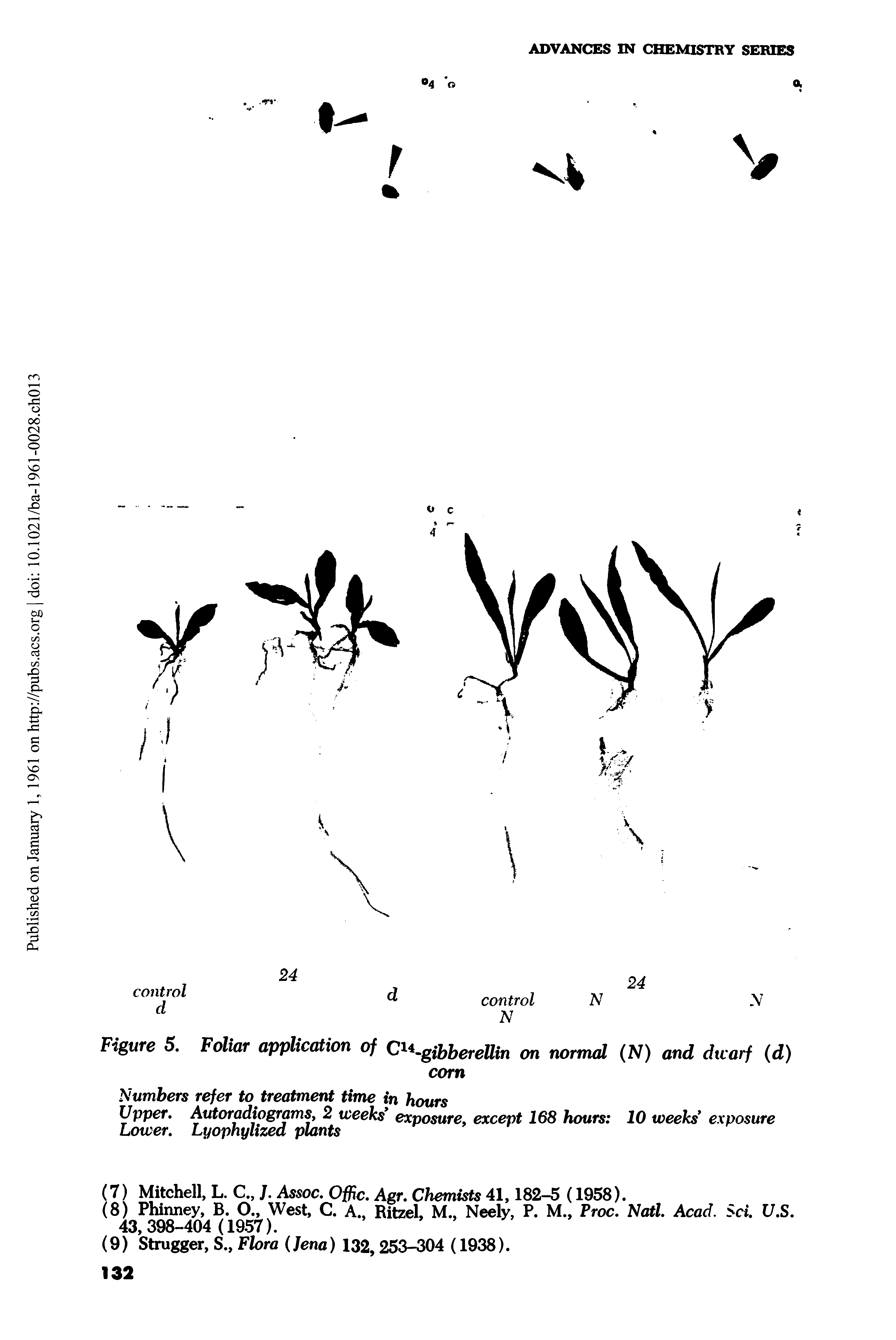 Figure 5, Foliar application of Cx -gibberellin on normal (N) and dwarf (d)...