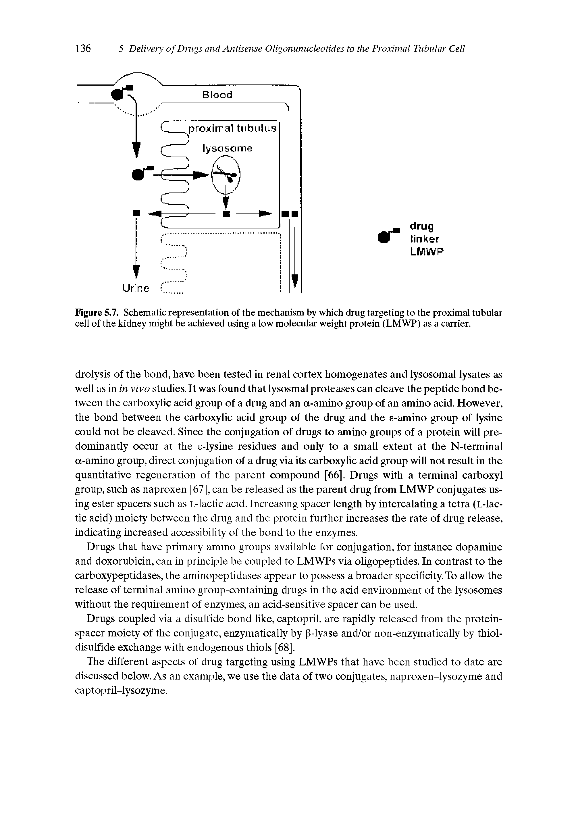 Figure 5.7. Schematic representation of the mechanism by which drug targeting to the proximal tubular cell of the kidney might be achieved using a low molecular weight protein (LMWP) as a carrier.