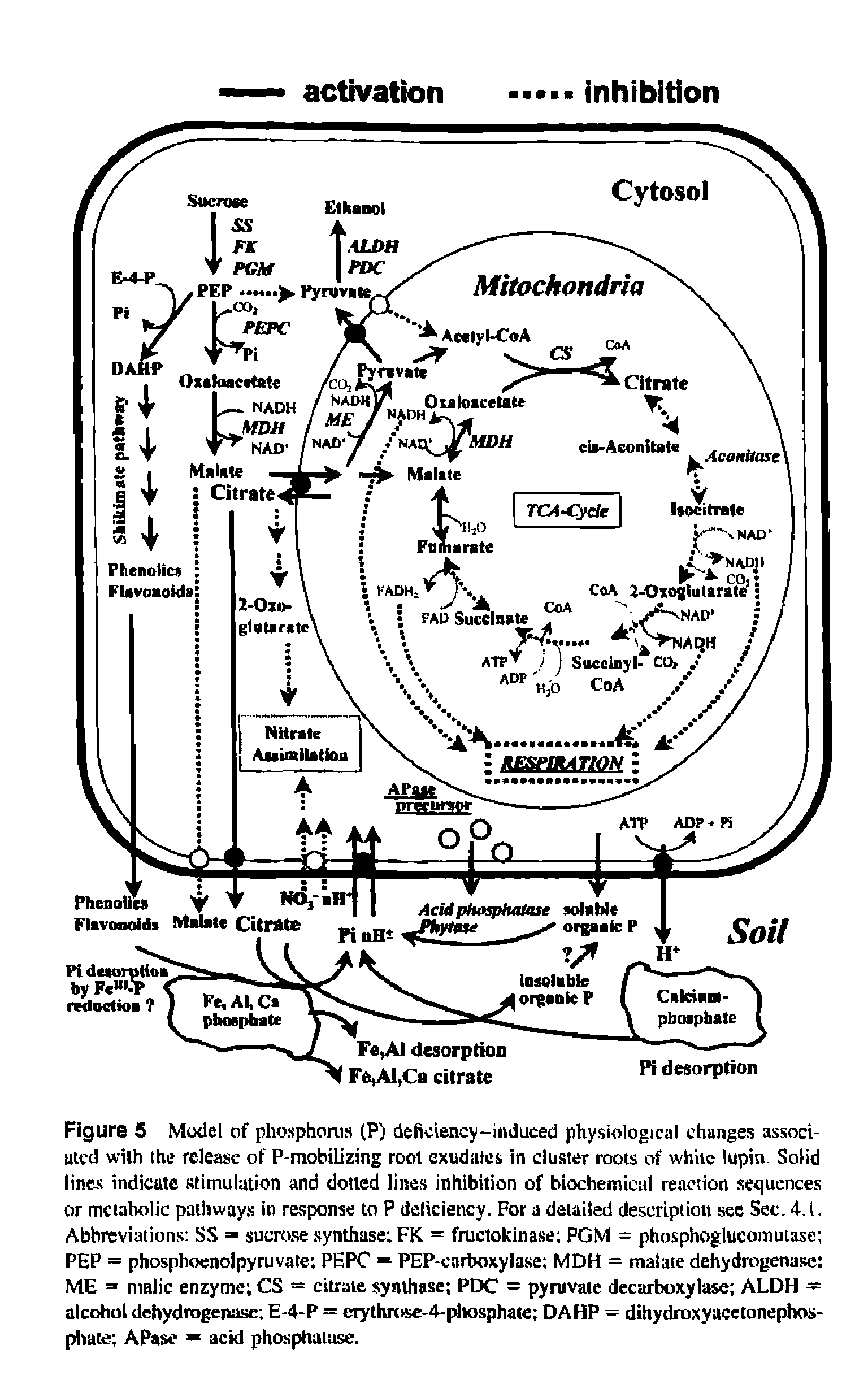 Figure 5 Model of phosphorus (P) deficiency-induced physiological changes associated with the release of P-mobilizing root exudates in cluster roots of white lupin. Solid lines indicate stimulation and dotted lines inhibition of biochemical reaction sequences or mclaholic pathways in response to P deliciency. For a detailed description see Sec. 4.1. Abbreviations SS = sucrose synthase FK = fructokinase PGM = phosphoglueomutase PEP = phosphoenol pyruvate PE PC = PEP-carboxylase MDH = malate dehydrogenase ME = malic enzyme CS = citrate synthase PDC = pyruvate decarboxylase ALDH — alcohol dehydrogenase E-4-P = erythrosc-4-phosphate DAMP = dihydraxyaceConephos-phate APase = acid phosphatase.