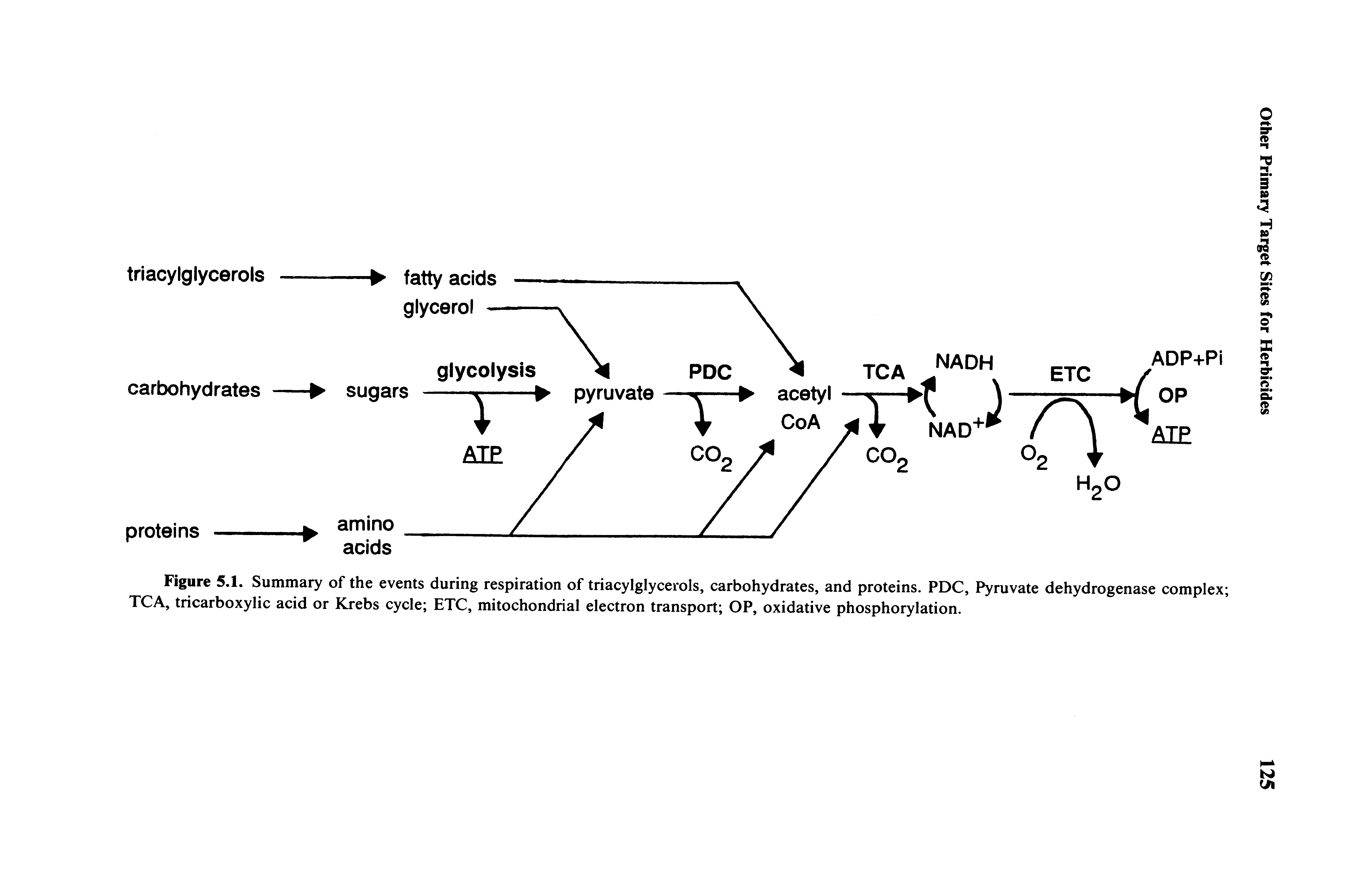 Figure 5.1. Summary of the events during respiration of triacylglycerols, carbohydrates, and proteins. PDC, Pyruvate dehydrogenase complex TCA, tricarboxylic acid or Krebs cycle ETC, mitochondrial electron transport OP, oxidative phosphorylation.
