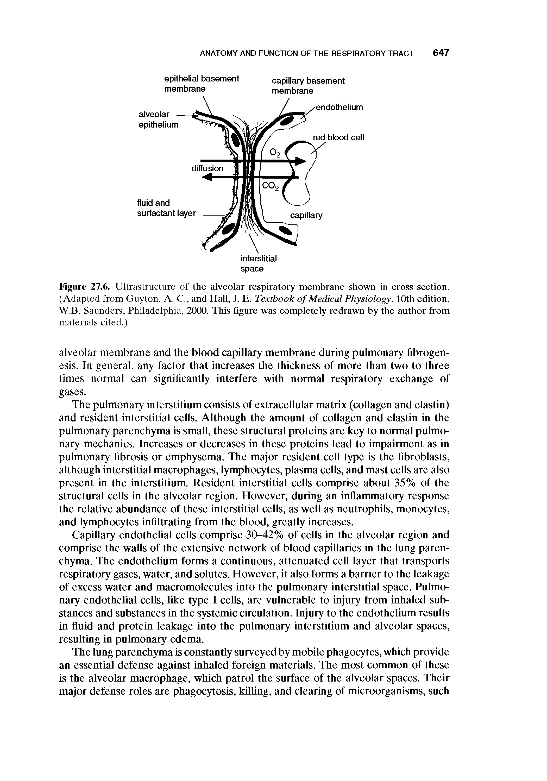 Figure 27.6. Ultrastructure of the alveolar respiratory membrane shown in cross section. (Adapted from Guyton, A. C., and Hall, J. E. Textbook of Medical Physiology, 10th edition, W.B. Saunders, Philadelphia, 2000. This figure was completely redrawn by the author from materials cited.)...