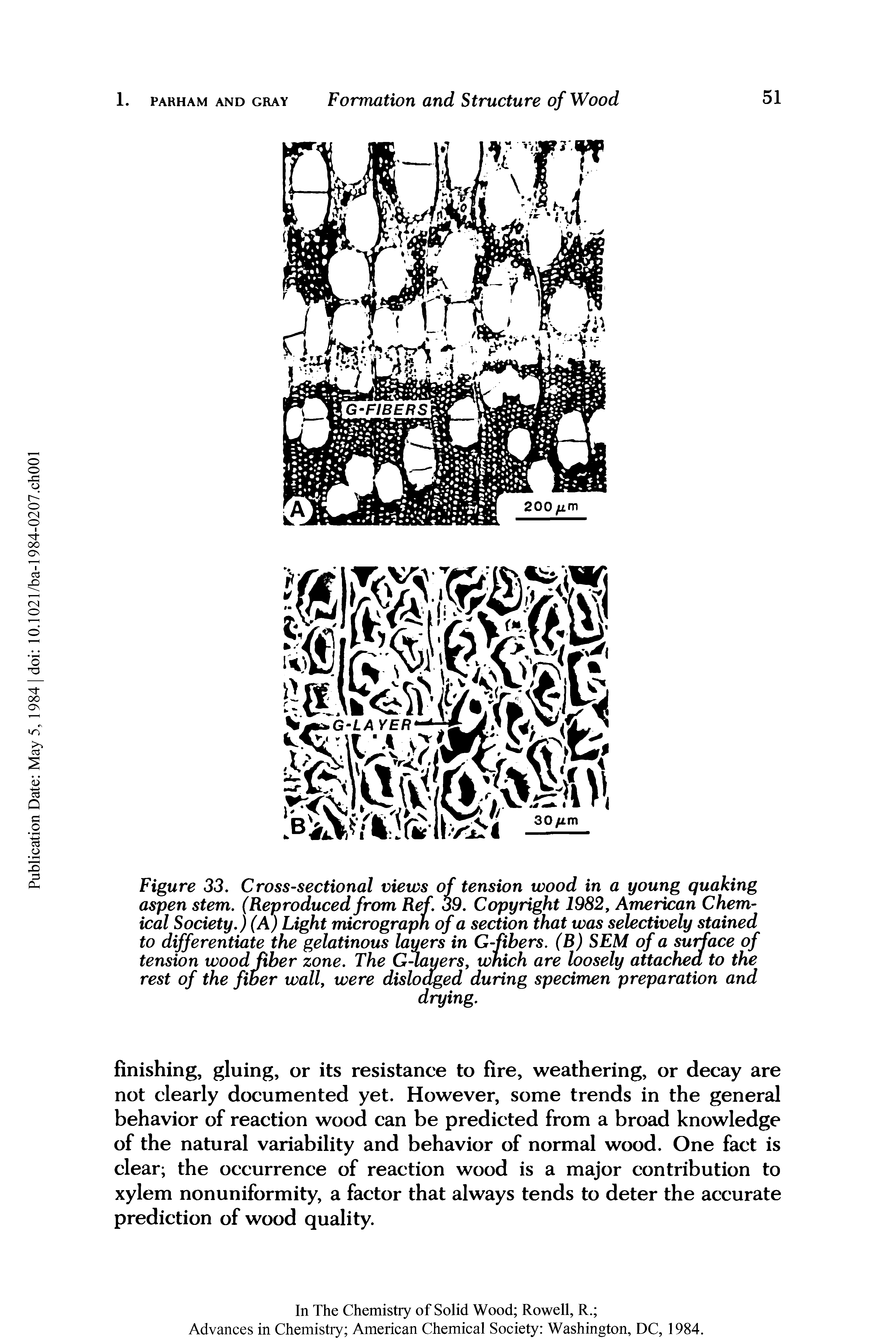 Figure 33. Cross-sectional views of tension wood in a young quaking aspen stem. (Reproduced from Ref. 39. Copyright 1982, American Chemical Society.) (A) Light micrograph of a section that was selectively stained to differentiate the gelatinous layers in G-ftbers. (B) SEM of a surface of tension wood fiber zone. The Gravers, which are loosely attached to the rest of the fiber wall, were dislodged during specimen preparation and...