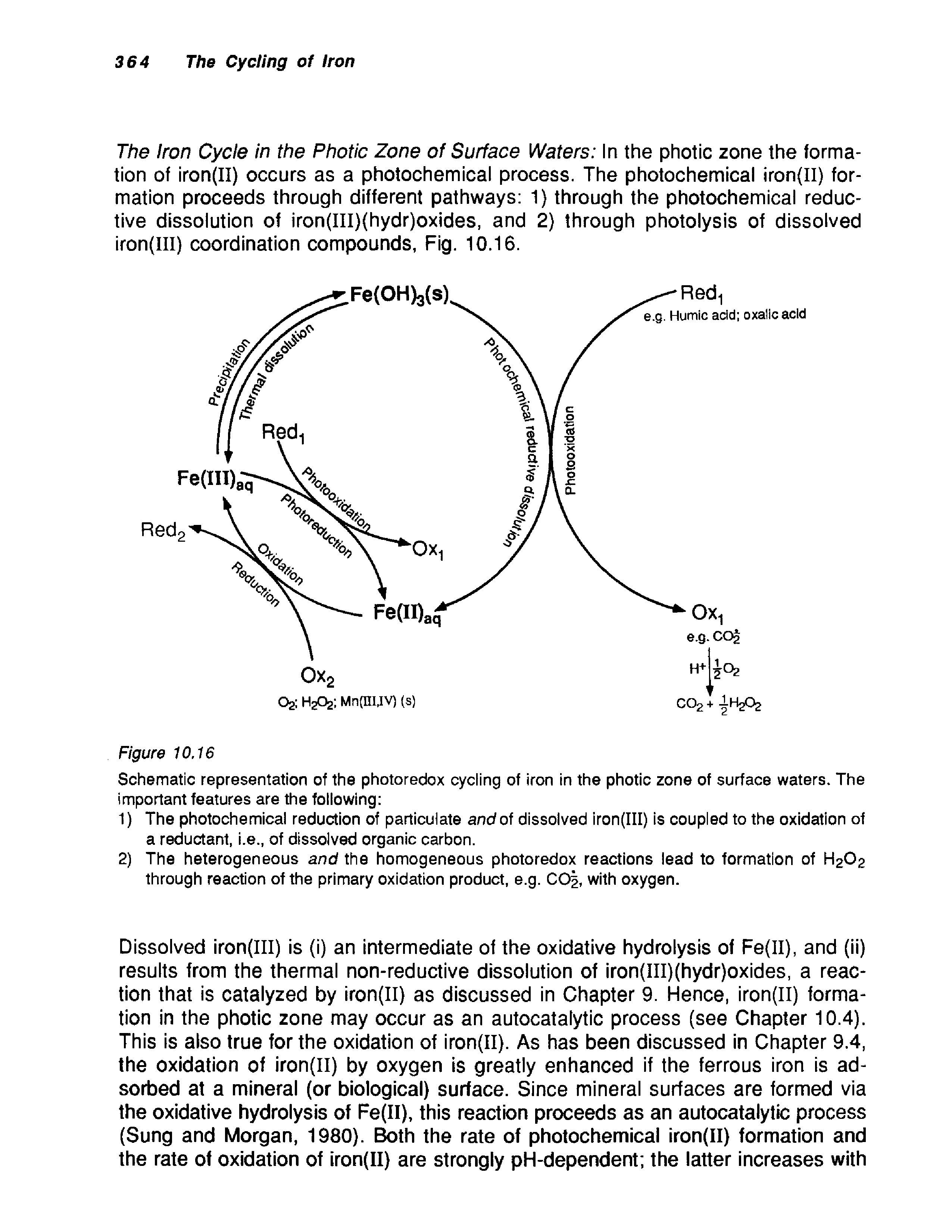 Schematic representation of the photoredox cycling of iron in the photic zone of surface waters. The important features are the following ...