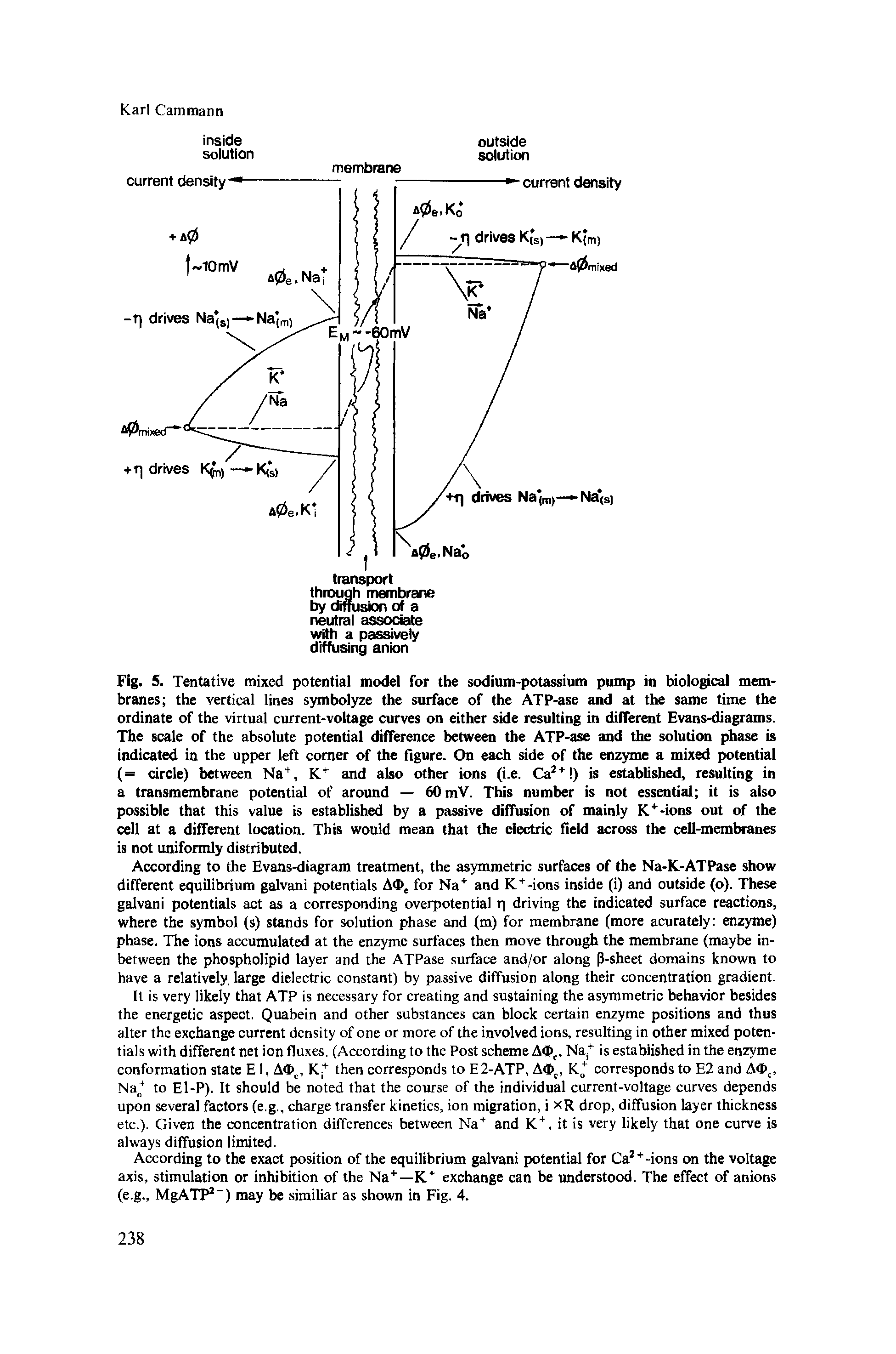 Fig. 5. Tentative mixed potential model for the sodium-potassium pump in biological membranes the vertical lines symbolyze the surface of the ATP-ase and at the same time the ordinate of the virtual current-voltage curves on either side resulting in different Evans-diagrams. The scale of the absolute potential difference between the ATP-ase and the solution phase is indicated in the upper left comer of the figure. On each side of the enzyme a mixed potential (= circle) between Na+, K+ and also other ions (i.e. Ca2+ ) is established, resulting in a transmembrane potential of around — 60 mV. This number is not essential it is also possible that this value is established by a passive diffusion of mainly K+-ions out of the cell at a different location. This would mean that the electric field across the cell-membranes is not uniformly distributed.