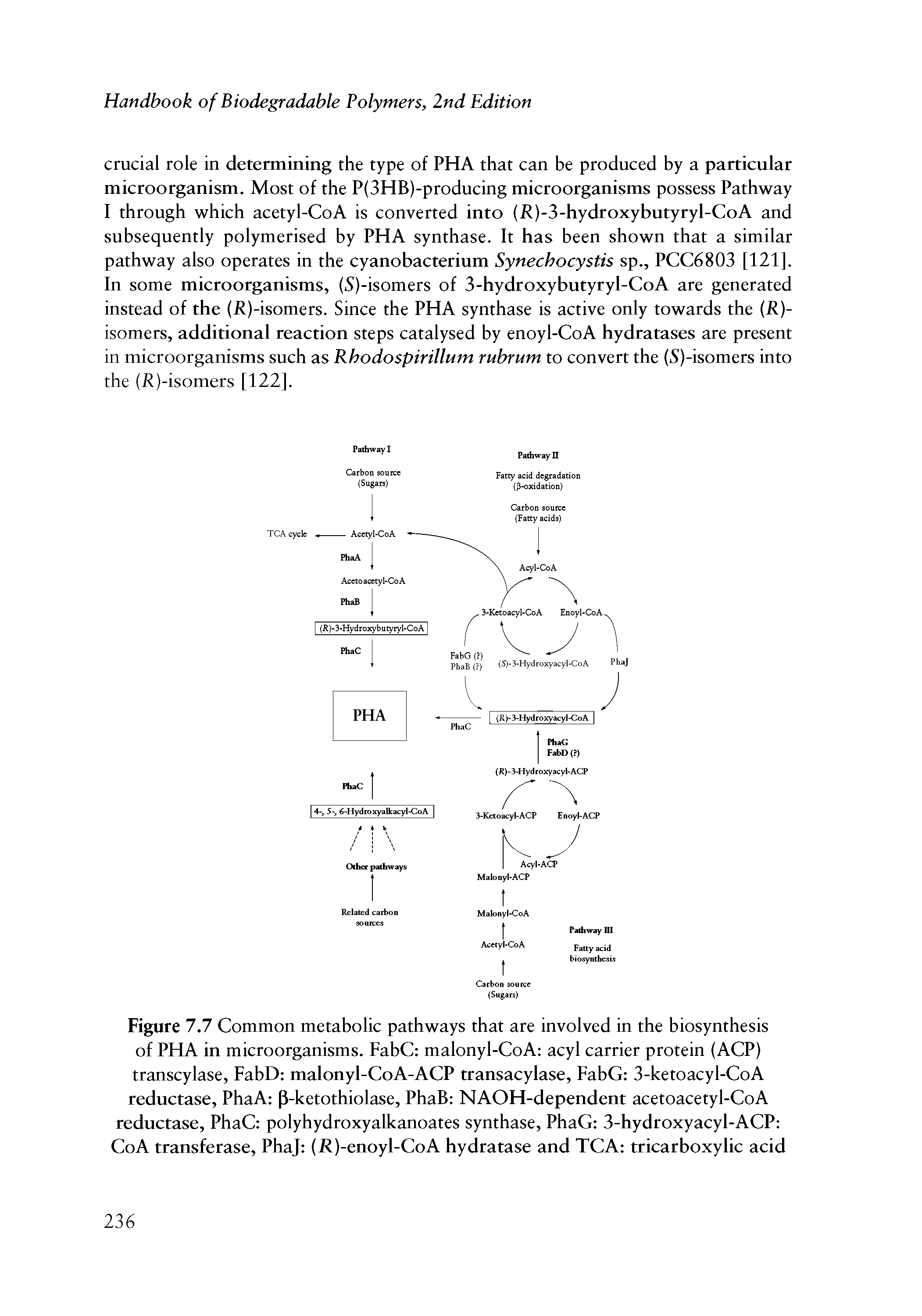 Figure 7.7 Common metabolic pathways that are involved in the biosynthesis of PHA in microorganisms. FabC malonyl-CoA acyl carrier protein (ACP) transcylase, FabD malonyl-CoA-ACP transacylase, FabG 3-ketoacyl-CoA reductase, PhaA P-ketothiolase, PhaB NAOH-dependent acetoacetyl-CoA reductase, PhaC polyhydroxyalkanoates synthase, PhaG 3-hydroxyacyl-ACP GoA transferase, PhaJ (R)-enoyl-GoA hydratase and TCA tricarboxylic acid...