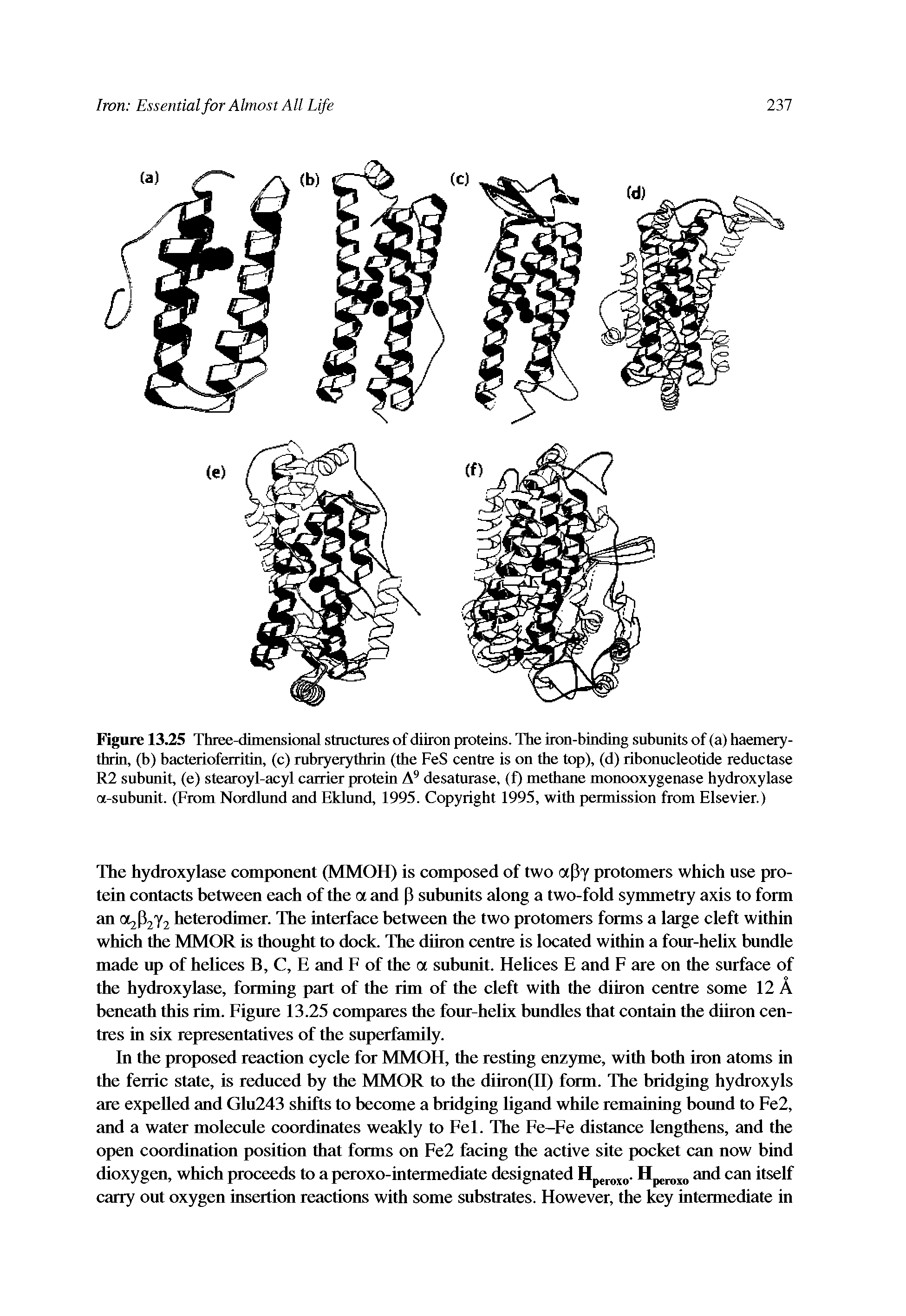 Figure 13.25 Three-dimensional structures of diiron proteins. The iron-binding subunits of (a) haemery-thrin, (b) bacterioferritin, (c) rubryerythrin (the FeS centre is on the top), (d) ribonucleotide reductase R2 subunit, (e) stearoyl-acyl carrier protein A9 desaturase, (f) methane monooxygenase hydroxylase a-subunit. (From Nordlund and Eklund, 1995. Copyright 1995, with permission from Elsevier.)...