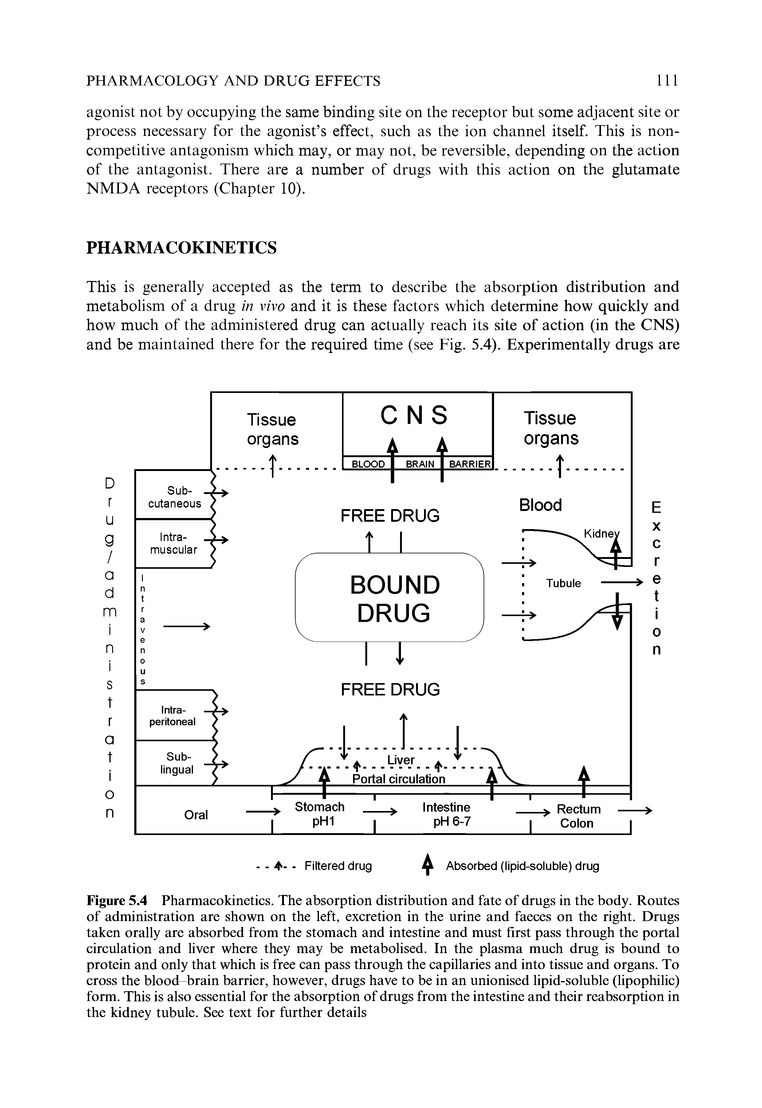 Figure 5,4 Pharmacokinetics. The absorption distribution and fate of drugs in the body. Routes of administration are shown on the left, excretion in the urine and faeces on the right. Drugs taken orally are absorbed from the stomach and intestine and must first pass through the portal circulation and liver where they may be metabolised. In the plasma much drug is bound to protein and only that which is free can pass through the capillaries and into tissue and organs. To cross the blood brain barrier, however, drugs have to be in an unionised lipid-soluble (lipophilic) form. This is also essential for the absorption of drugs from the intestine and their reabsorption in the kidney tubule. See text for further details...