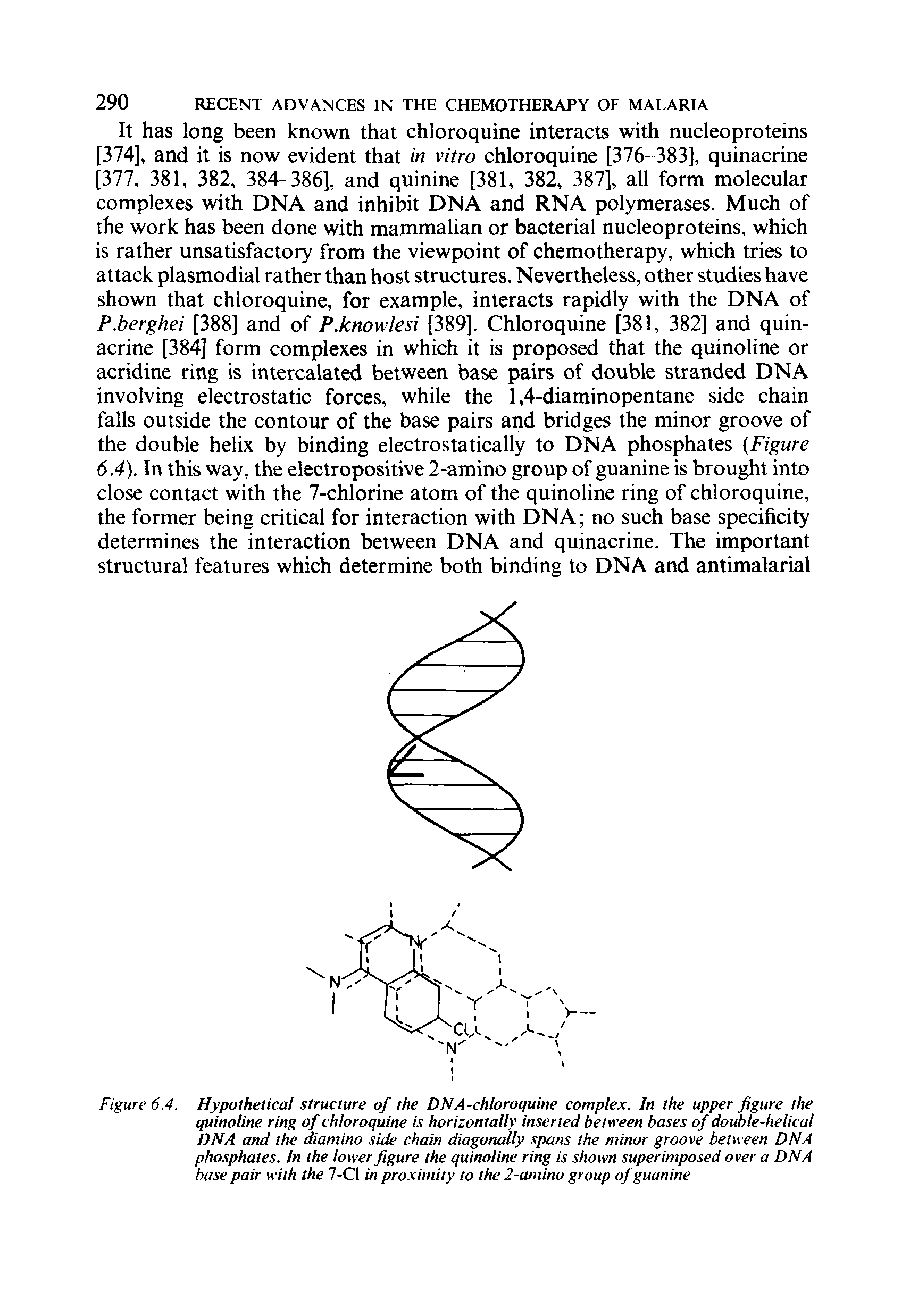 Figure 6.4. Hypothetical structure of the DNA-chloroquine complex. In the upper figure the quinoline ring of chloroquine is horizontally inserted between bases of double-helical DNA and the diamino side chain diagonally spans the minor groove between DNA phosphates. In the lower figure the quinoline ring is shown superimposed over a DNA base pair with the 7-CI in proximity to the 2-amino group of guanine...