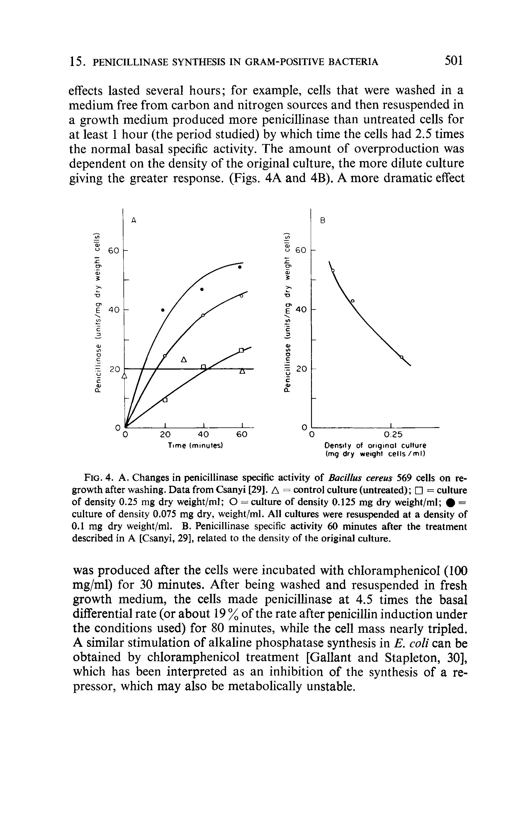 Fig. 4. A. Changes in penicillinase specific activity of Bacillus cereus 569 cells on re-growth after washing. Data from Csanyi [29]. A = control culture (untreated) = culture of density 0.25 mg dry weight/ml O = culture of density 0.125 mg dry weight/ml = culture of density 0.075 mg dry, weight/ml. All cultures were resuspended at a density of 0.1 mg dry weight/ml. B. Penicillinase specific activity 60 minutes after the treatment described in A [Csanyi, 29], related to the density of the original culture.