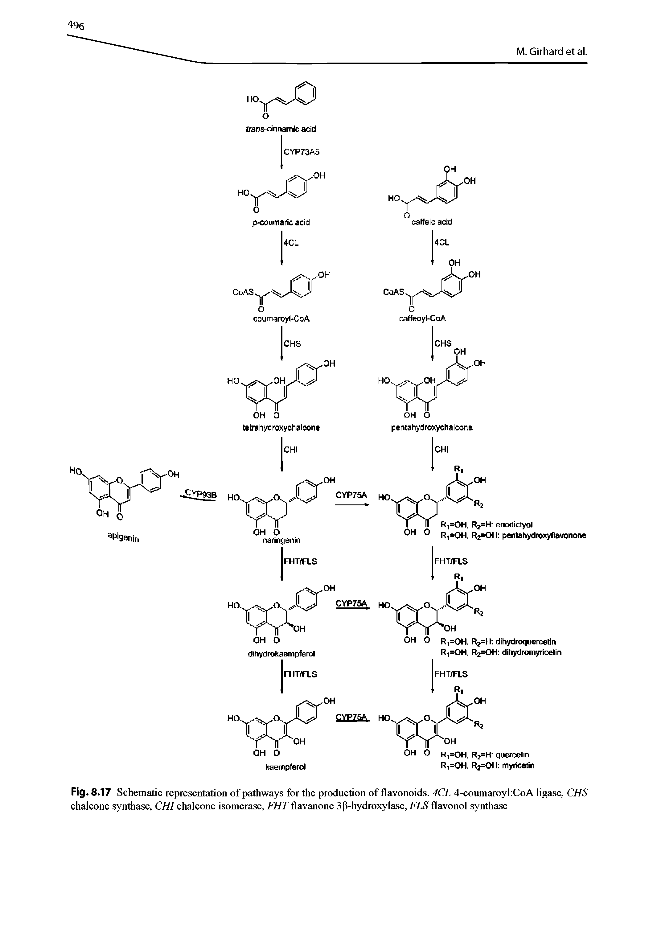 Fig. 8.17 Schematic representation of pathways for the production of flavonoids. 4CL 4-coumaroyl CoA ligase, CHS chalcone synthase, CHI chalcone isomerase, FHT flavanone 3p-hydroxylase, FLS flavonol synthase...