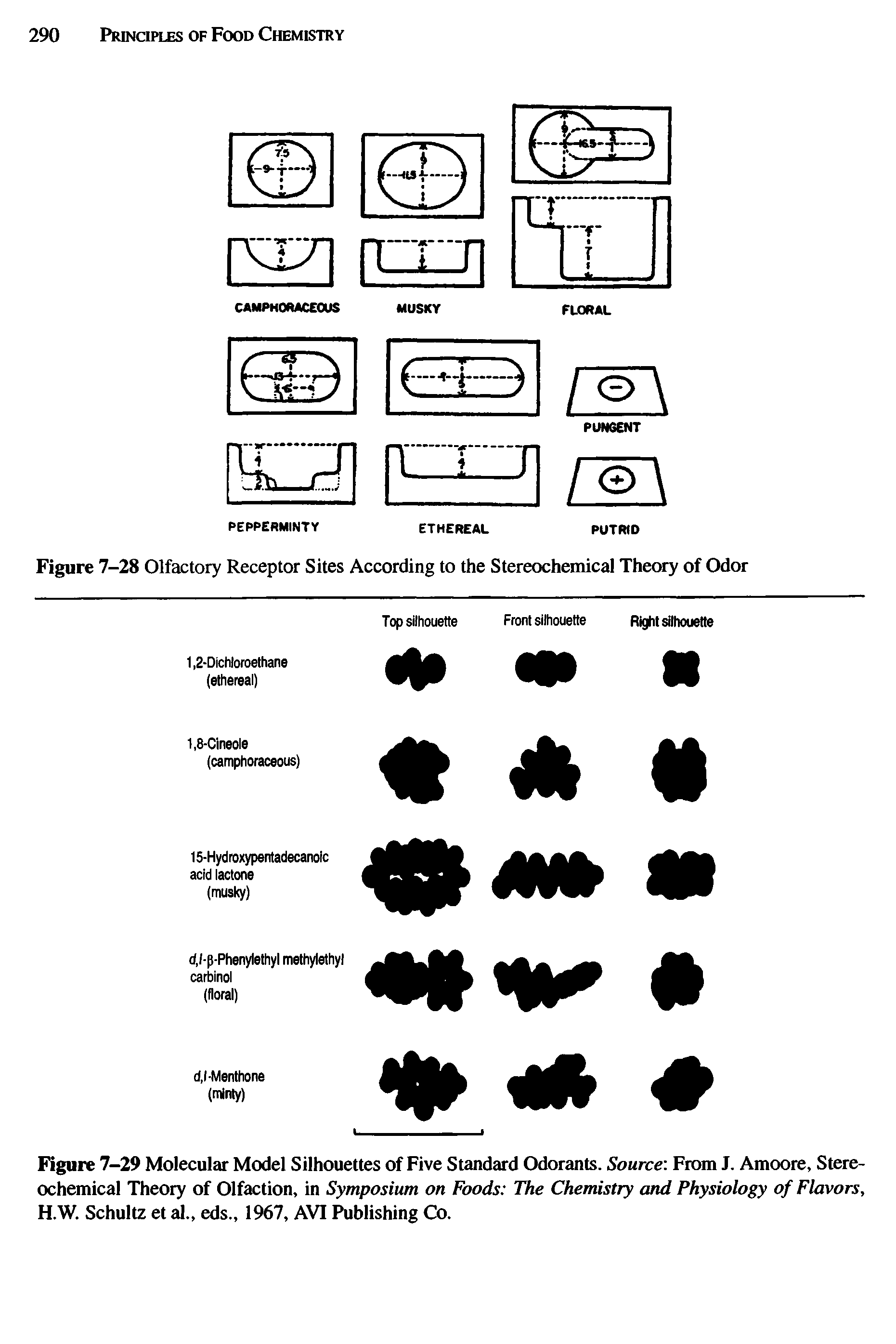 Figure 7-29 Molecular Model Silhouettes of Five Standard Odorants. Source From J. Amoore, Stereochemical Theory of Olfaction, in Symposium on Foods The Chemistry and Physiology of Flavors, H.W. Schultz et al., eds., 1967, AVI Publishing Co.