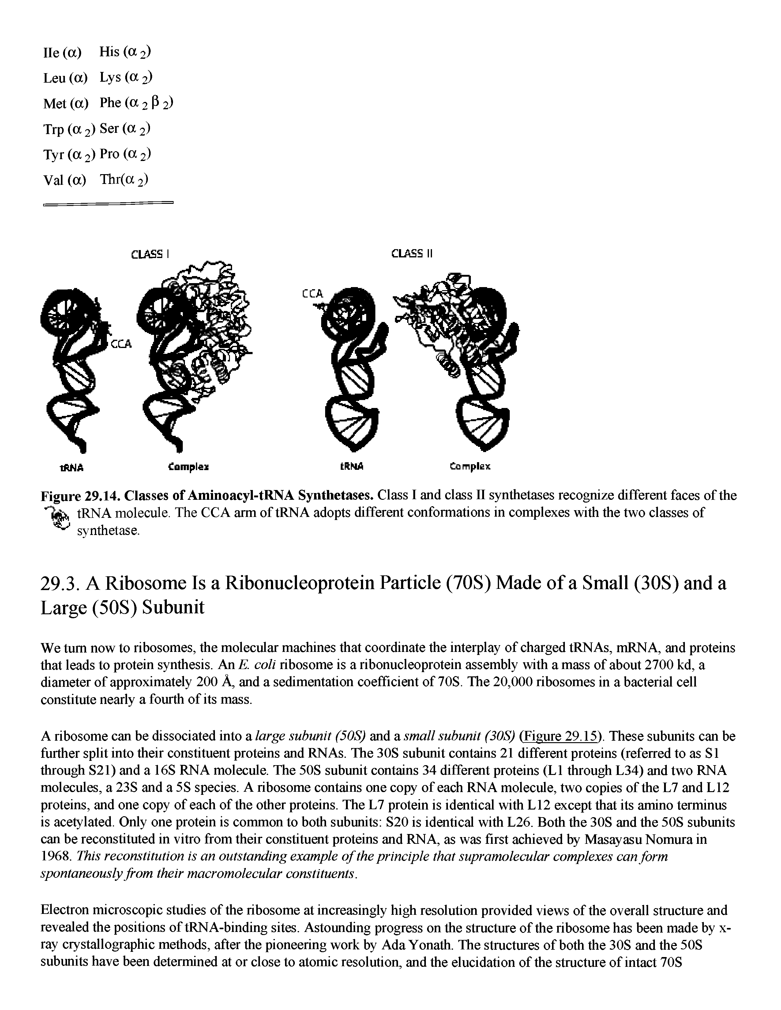 Figure 29.14. Classes of Aminoacyl-tRNA Synthetases. Class I and class II synthetases recognize different faces of the tRNA molecule. The CCA arm of tRNA adopts different conformations in complexes with the two classes of synthetase.