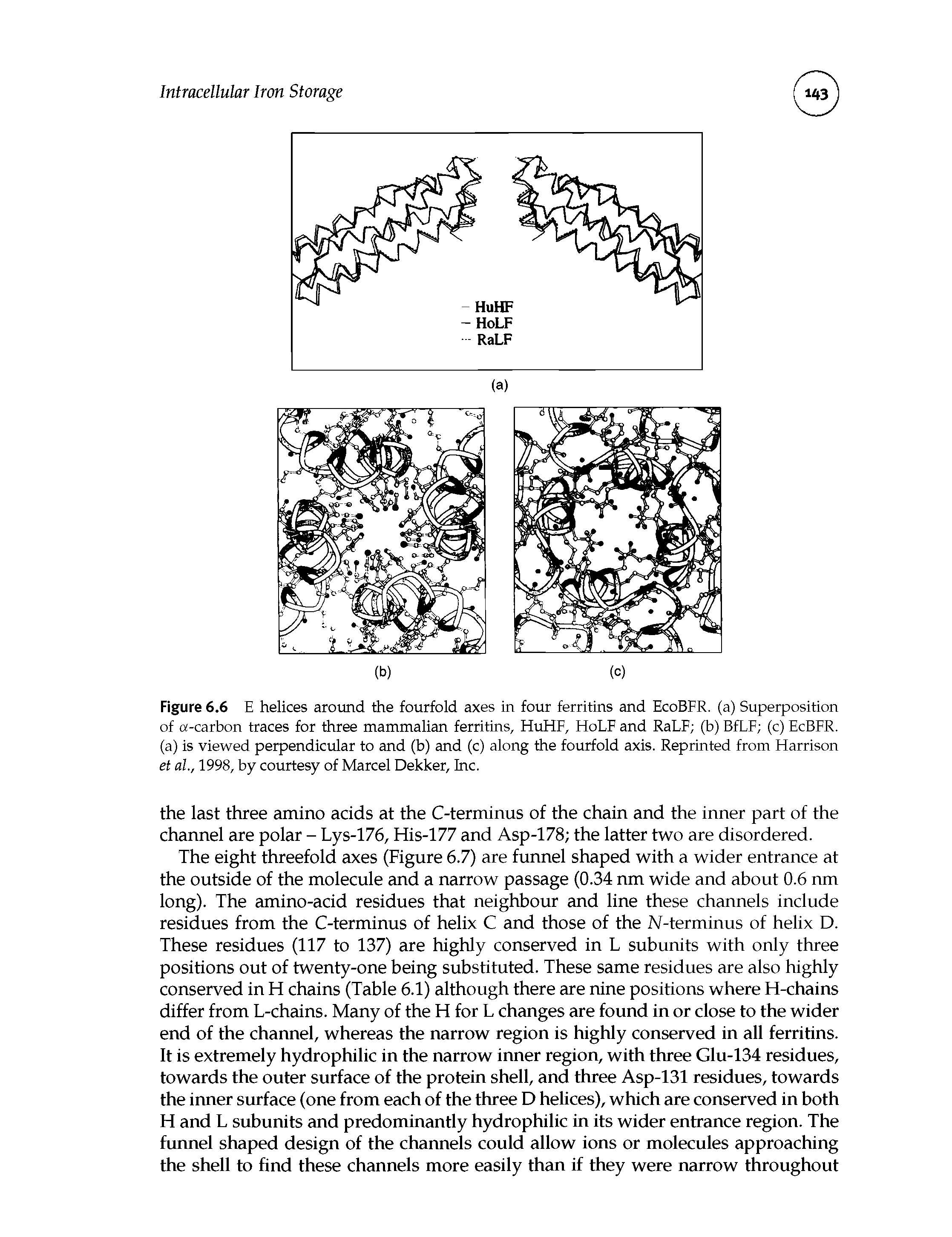 Figure 6.6 E helices around the fourfold axes in four ferritins and EcoBFR. (a) Superposition of -carbon traces for three mammalian ferritins, HuHF, HoLF and RaLF (b) BfLF (c) EcBFR. (a) is viewed perpendicular to and (b) and (c) along the fourfold axis. Reprinted from Harrison et al., 1998, by courtesy of Marcel Dekker, Inc.