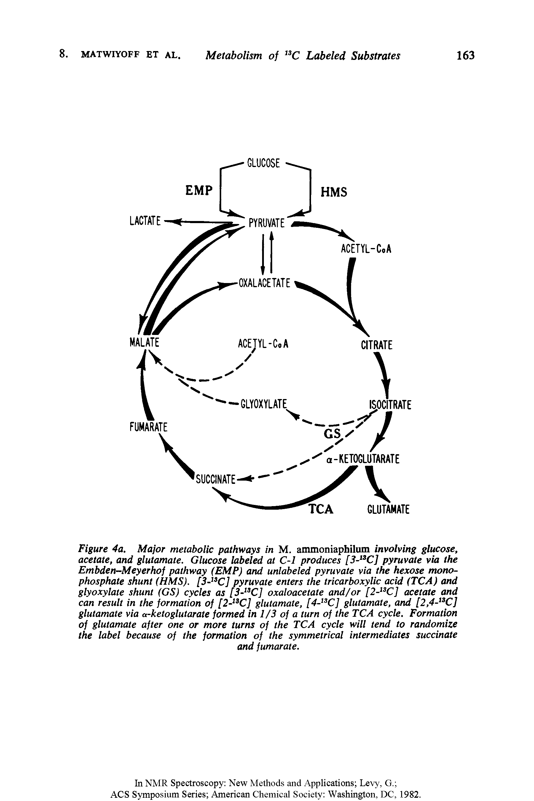 Figure 4a. Major metabolic pathways in M. ammoniaphilum involving glucose, acetate, and glutamate. Glucose labeled at C-1 produces [3- C] pyruvate via the Embden-Meyerhof pathway (EMP) and unlabeled pyruvate via the hexose monophosphate shunt (HMS). [3- C] pyruvate enters the tricarboxylic acid (TCA) and glyoxylate shunt (GS) cycles as [3- C] oxaloacetate and/or [2- C] acetate and can result in the formation of [2- C] glutamate, [4- C] glutamate, and [2,4A C] glutamate via a-ketoglutorate formed in 1/3 of a turn of the TCA cycle. Formation of glutamate after one or more turns of the TCA cycle will tend to randomize the label because of the formation of the symmetrical intermediates succinate...