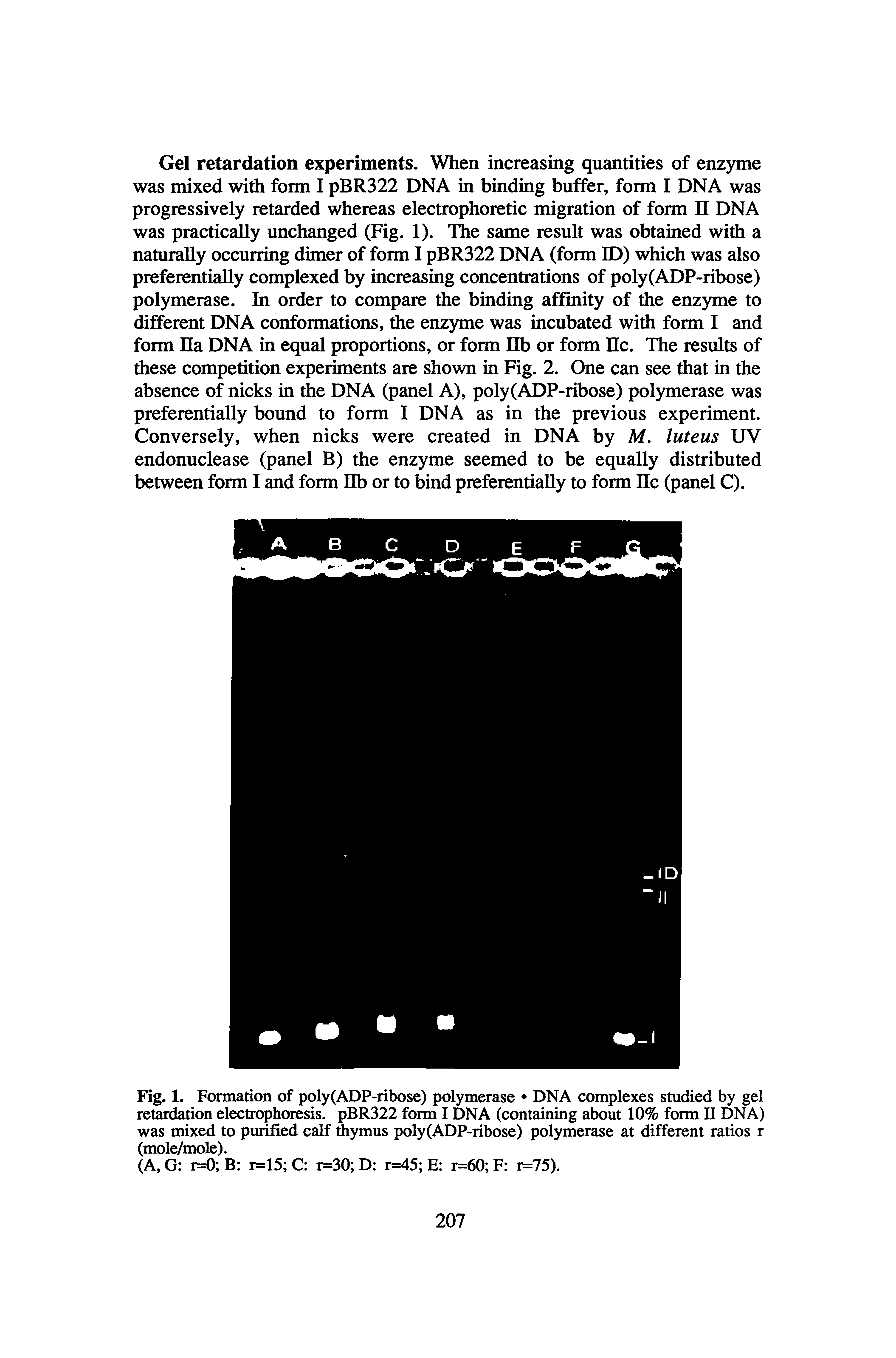 Fig. 1. Formation of poly(ADP-ribose) polymerase DNA complexes studied by gel retardation electrophoresis. pBR322 form I DNA (containing about 10% form II DNA) was mixed to purified cdf thymus poly(ADP-ribose) polymerase at different ratios r (mole/mole).