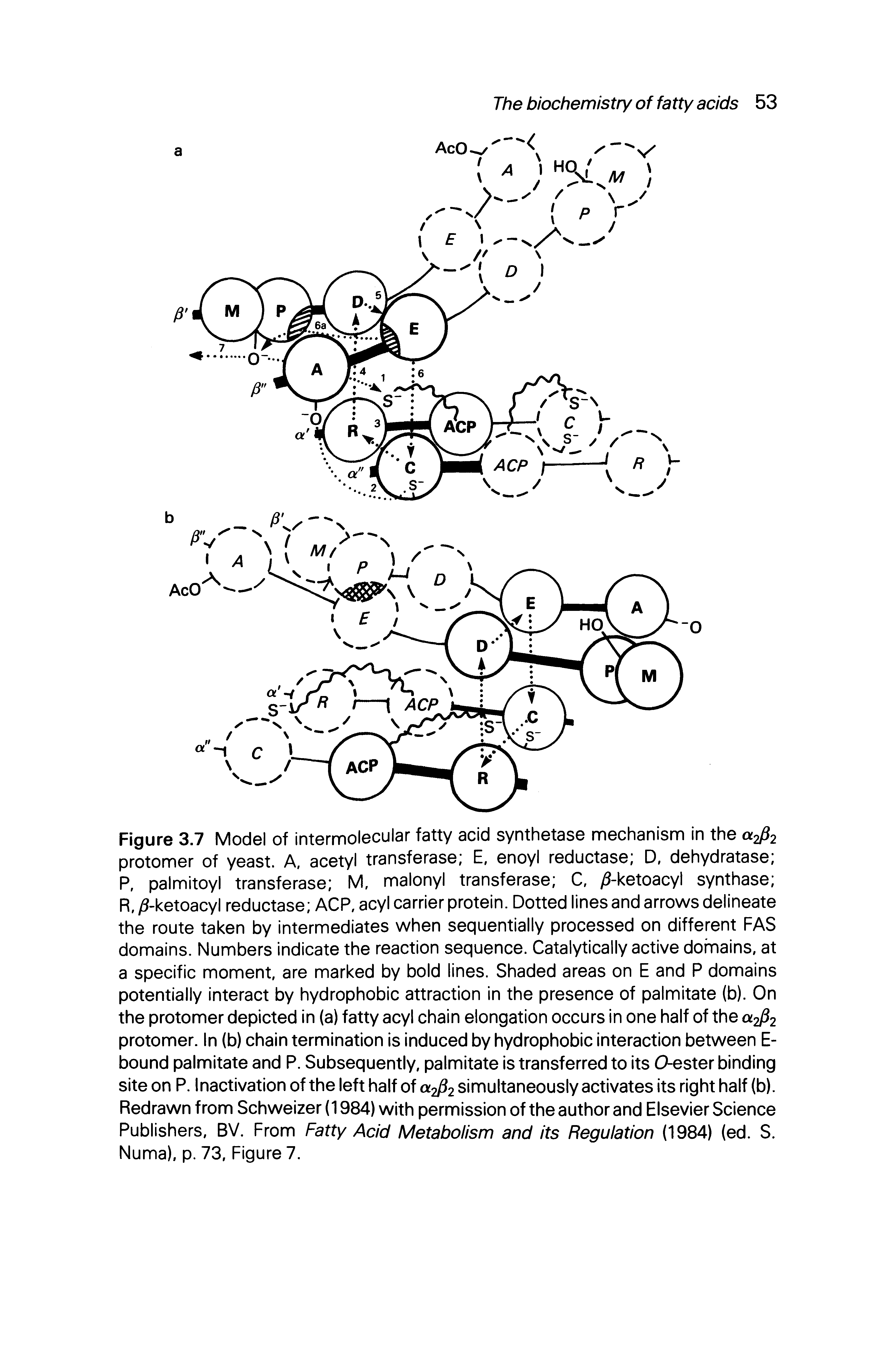 Figure 3.7 Model of intermolecular fatty acid synthetase mechanism in the a2 2 protomer of yeast. A, acetyl transferase E, enoyl reductase D, dehydratase P, palmitoyl transferase M, malonyl transferase C, 5-ketoacyl synthase R. )5-ketoacyl reductase ACP, acyl carrier protein. Dotted lines and arrows delineate the route taken by intermediates when sequentially processed on different FAS domains. Numbers indicate the reaction sequence. Catalytically active dohnains, at a specific moment, are marked by bold lines. Shaded areas on E and P domains potentially interact by hydrophobic attraction in the presence of palmitate (b). On the protomer depicted in (a) fatty acyl chain elongation occurs in one half of the a2 2 protomer. In (b) chain termination is induced by hydrophobic interaction between E> bound palmitate and P. Subsequently, palmitate Is transferred to Its O-ester binding site on P. Inactivation of the left half of simultaneously activates its right half (b). Redrawn from Schweizer (1984) with permission of the author and Elsevier Science Publishers, BV. From Fatty Acid Metabolism and its Regulation (1984) (ed. S. Numa), p. 73, Figure 7.