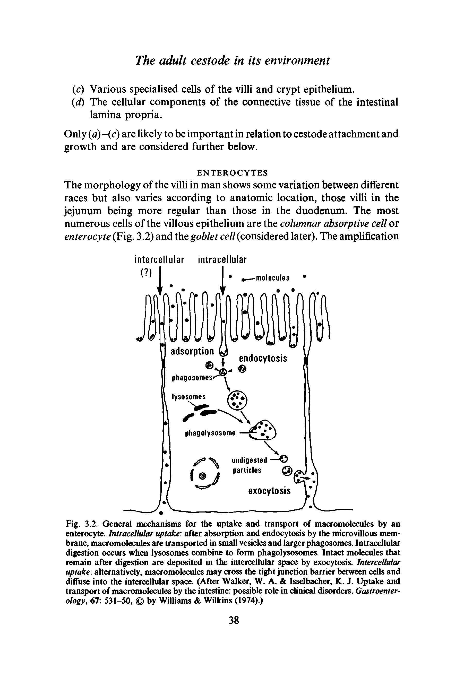 Fig. 3.2. General mechanisms for the uptake and transport of macromolecules by an enterocyte. Intracellular uptake-, after absorption and endocytosis by the microvillous membrane, macromolecules are transported in small vesicles and larger phagosomes. Intracellular digestion occurs when lysosomes combine to form phagolysosomes. Intact molecules that remain after digestion are deposited in the intercellular space by exocytosis. Intercellular uptake-, alternatively, macromolecules may cross the tight junction barrier between cells and diffuse into the intercellular space. (After Walker, W. A. Isselbacher, K. J. Uptake and transport of macromolecules by the intestine possible role in clinical disorders. Gastroenterology, 6T. 531-50, by Williams Wilkins (1974).)...