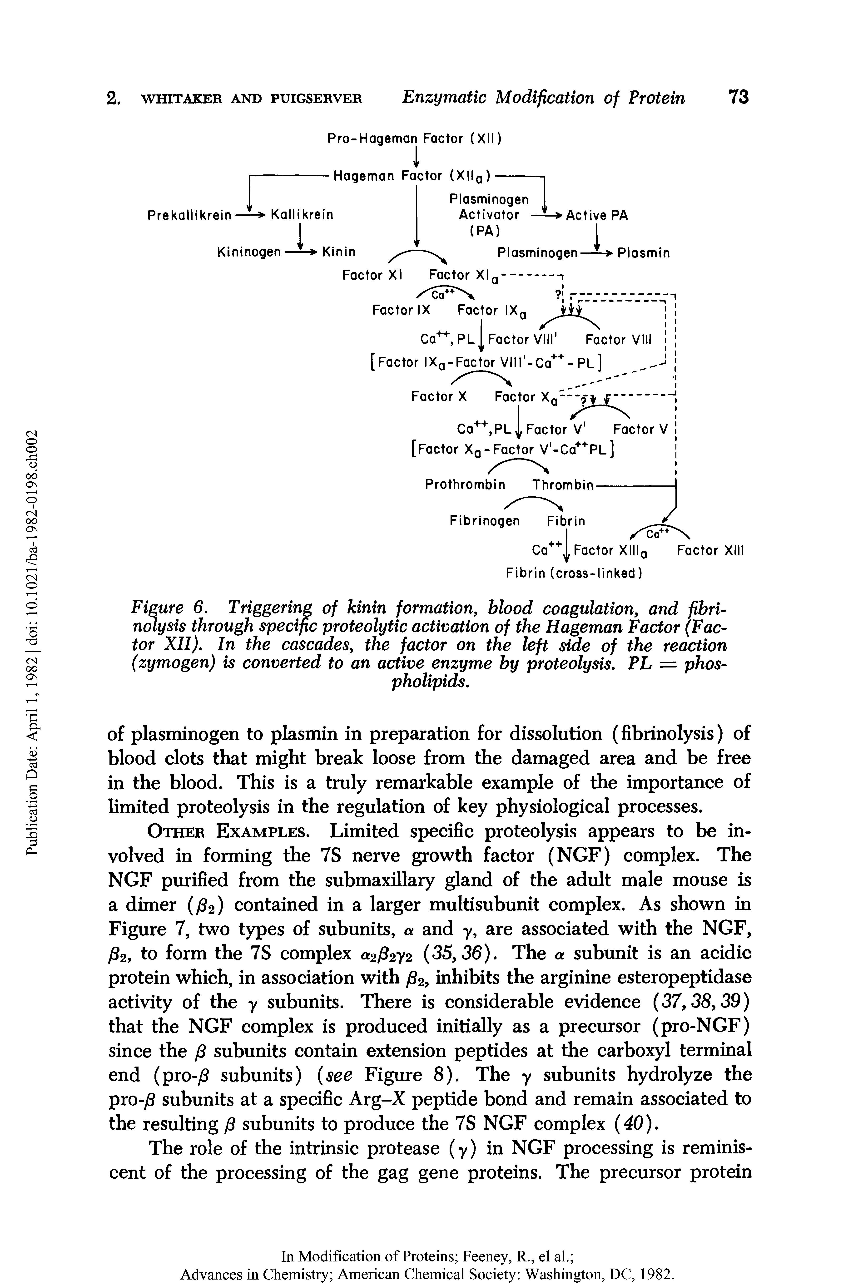 Figure 6. Triggering of kinin formation, blood coagulation, and fibrinolysis through specific proteolytic activation of the Hageman Factor (Factor XII). In the cascades, the factor on the left side of the reaction (zymogen) is converted to an active enzyme by proteolysis. PL = phospholipids.