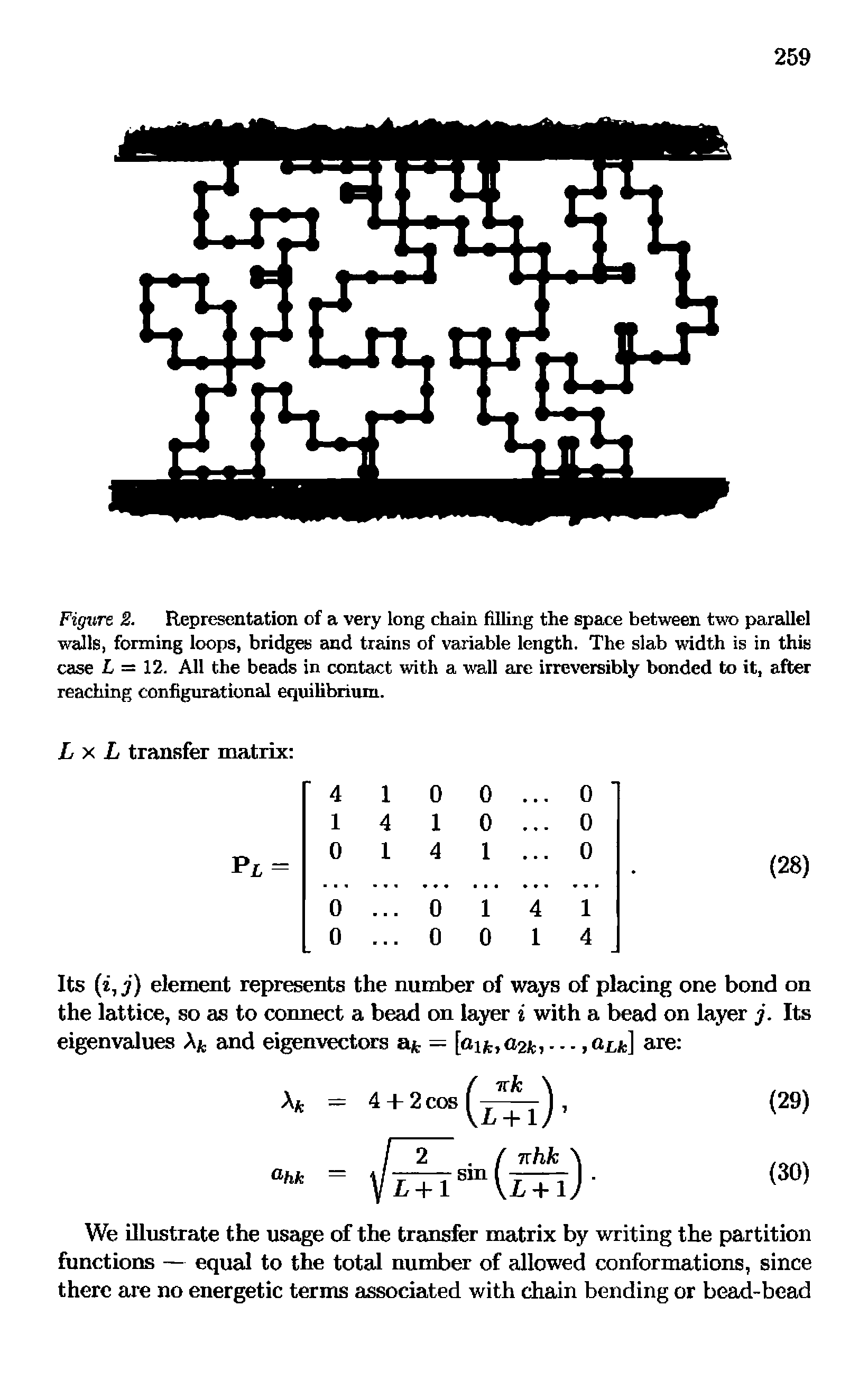 Figure 2. R reseutation of a very long chain filling the space between two parallel walls, forming loops, bridges tnd trains of variable length. The slab width is in this case L = 12. All the beads in contact with a wall arc irreversibly bonded to it, after reaching configurational equilibrium.