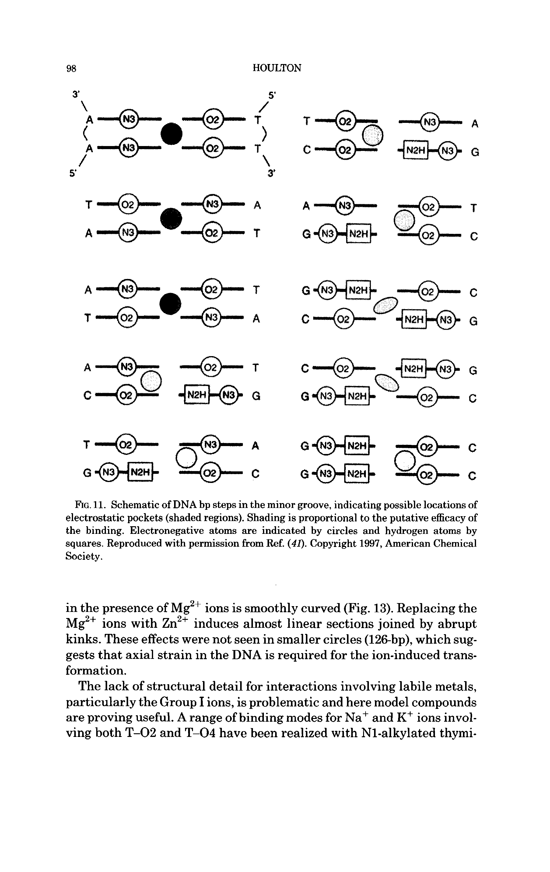 Fig. 11. Schematic of DNA bp steps in the minor groove, indicating possible locations of electrostatic pockets (shaded regions). Shading is proportional to the putative efficacy of the binding. Electronegative atoms are indicated by circles and hydrogen atoms by squares. Reproduced with permission from Ref. (41). Copyright 1997, American Chemical Society.