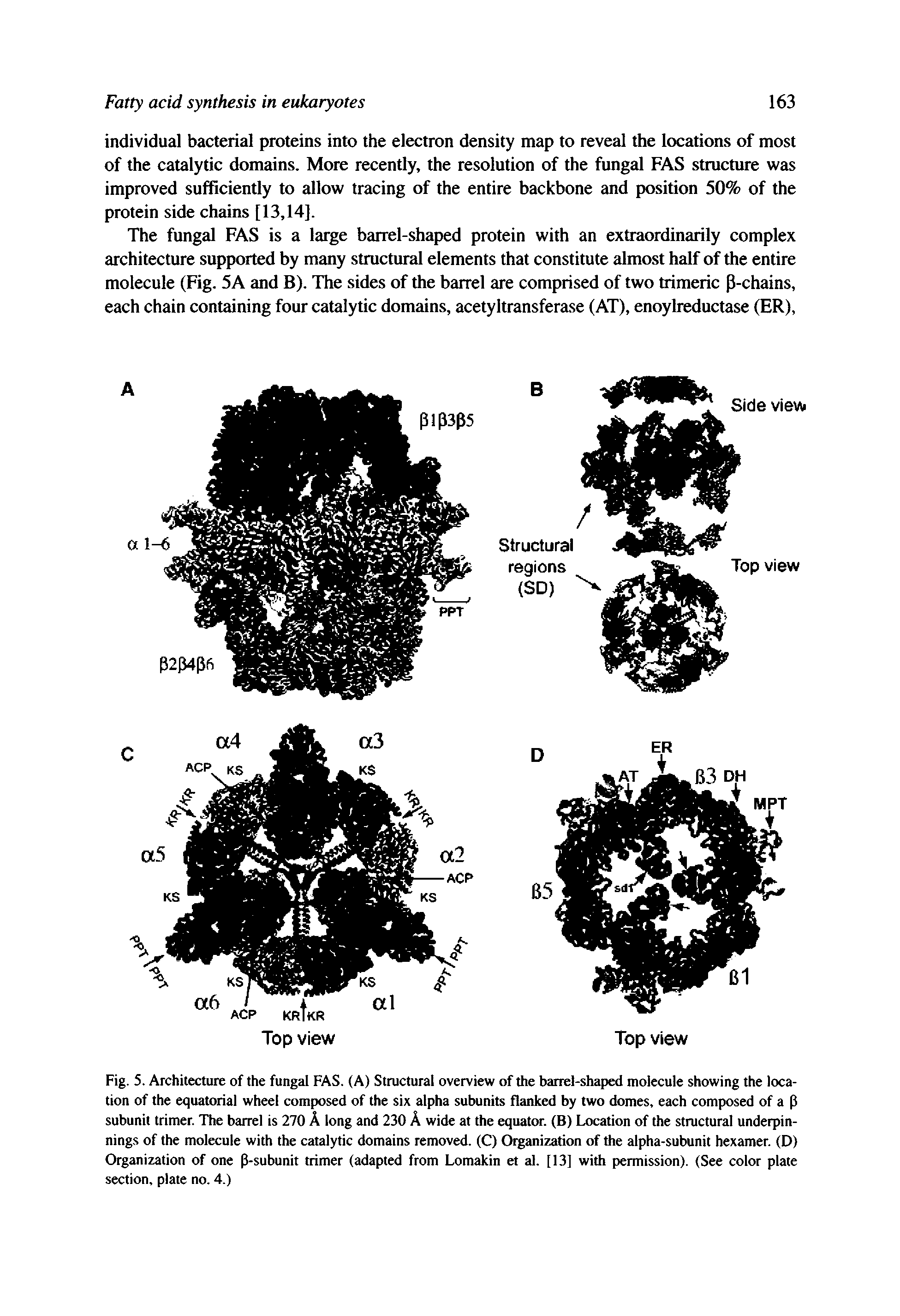 Fig. 5. Architecture of the fungal FAS. (A) Structural overview of the barrel-shaped molecule showing the location of the equatorial wheel composed of the six alpha subunits flanked by two domes, each composed of a p subunit trimer. The barrel is 270 A long and 230 A wide at the equator. (B) Location of the structural underpinnings of the molecule with the catalytic domains removed. (C) Organization of the alpha-subunit hexamer. (D) Organization of one p-subunit trimer (adapted from Lomakin et al. [13] with permission). (See color plate section, plate no. 4.)...