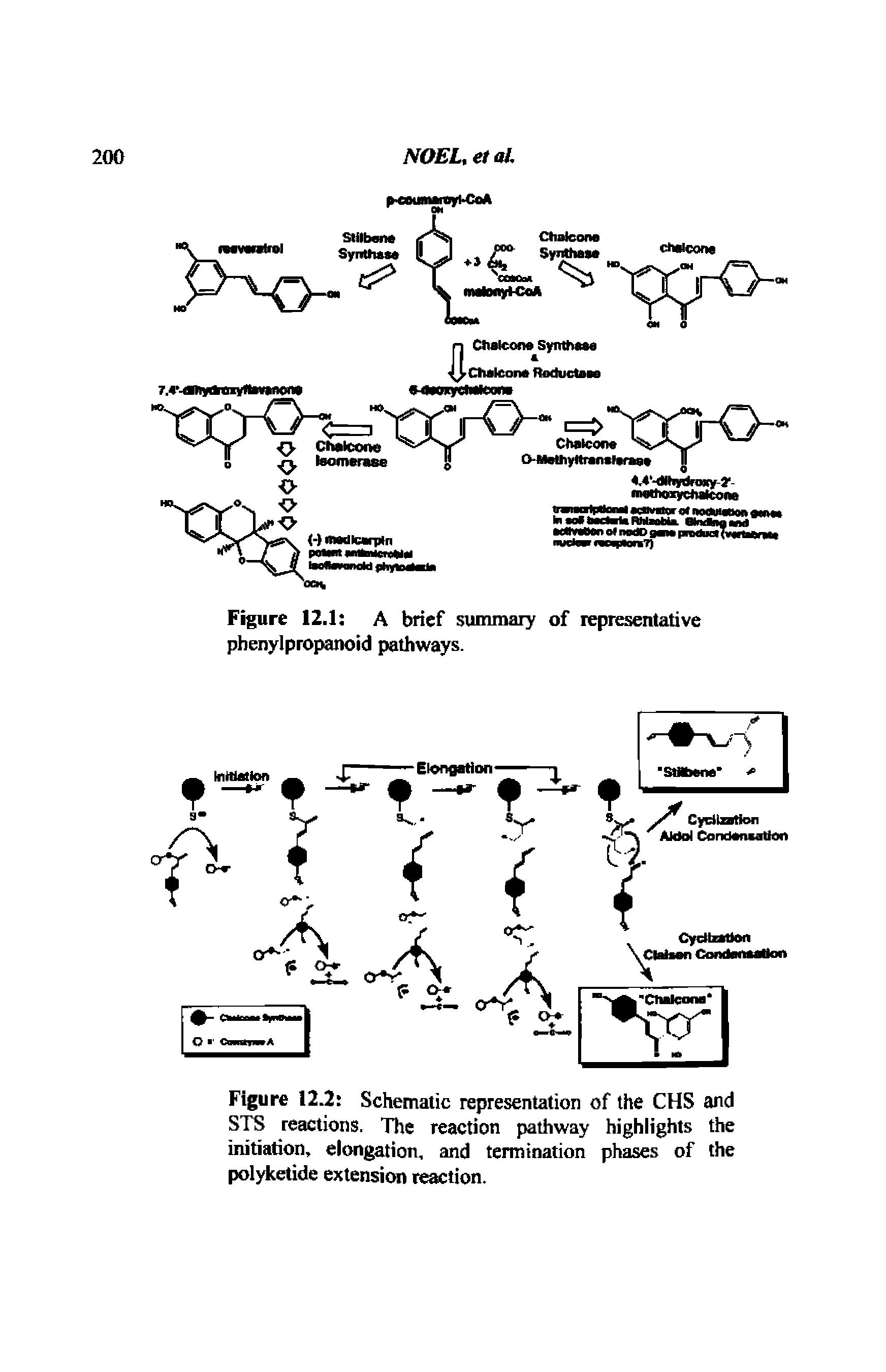 Figure 12.2 Schematic representation of the CHS and STS reactions. The reaction pathway highlights the initiation, elongation, and termination phases of the polyketide extension reaction.