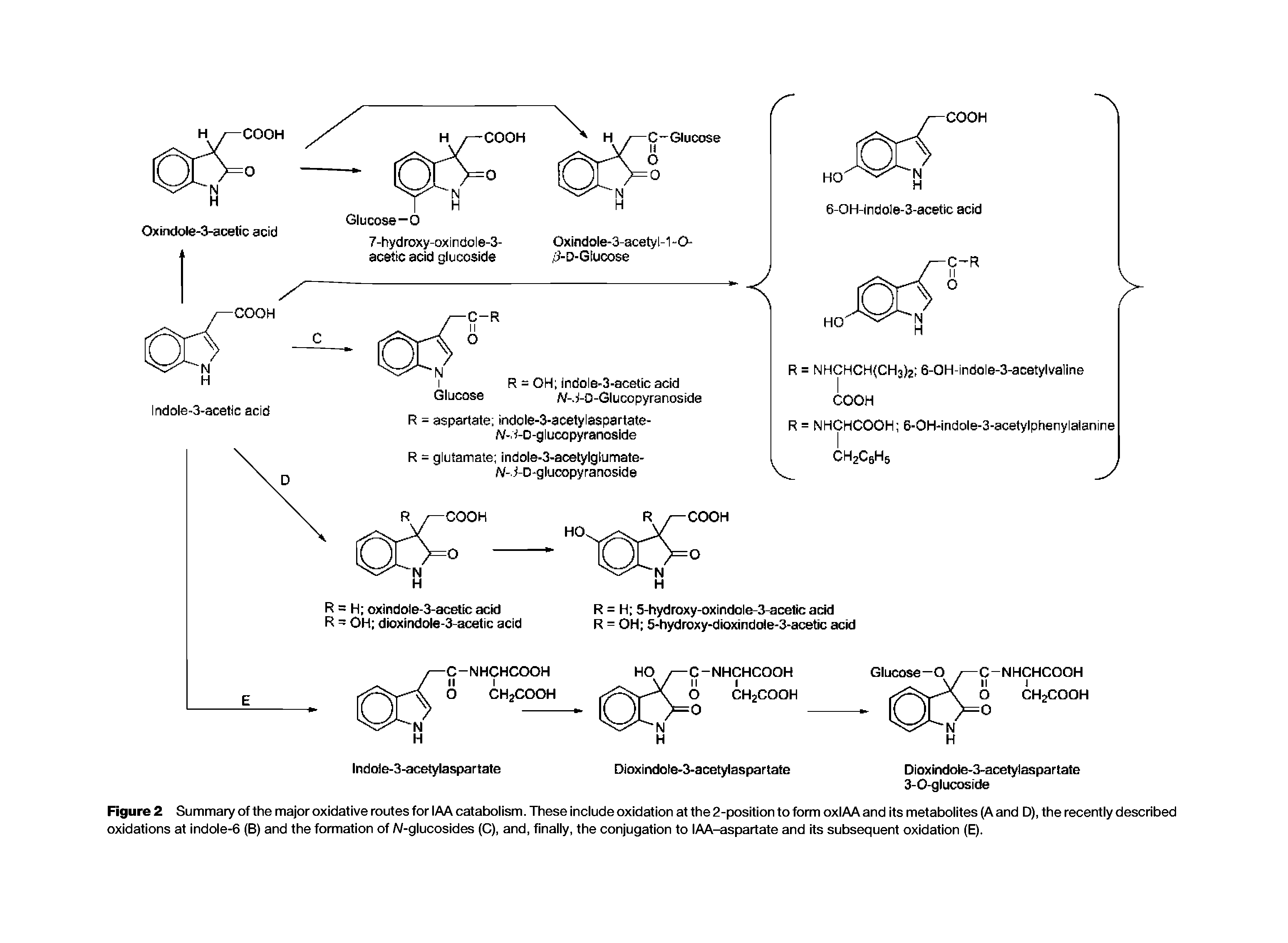 Figure 2 Summary of the major oxidative routes for IAA catabolism. These include oxidation at the 2-position to form oxIAA and its metabolites (A and D), the recently described oxidations at indole-6 (B) and the formation of N-glucosides (C), and, finally, the conjugation to lAA-aspartate and its subsequent oxidation (E).