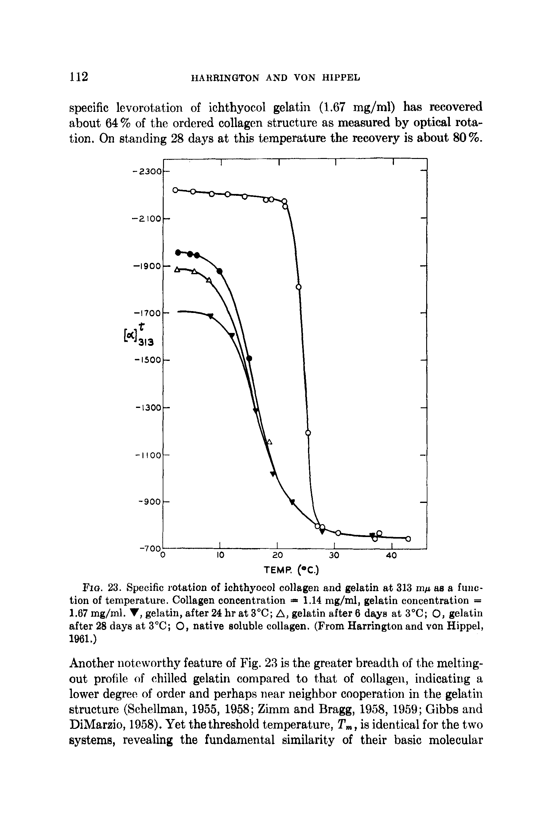 Fig. 23. Specific rotation of ichthyocol collagen and gelatin at 313 wn as a function of temperature. Collagen concentration = 1.14 mg/ml, gelatin concentration = 1.67 mg/ml. T, gelatin, after 24 hr at 3°C A, gelatin after 6 days at 3°C O, gelatin after 28 days at 3°C O, native soluble collagen. (From Harrington and von Hippel, 1961.)...