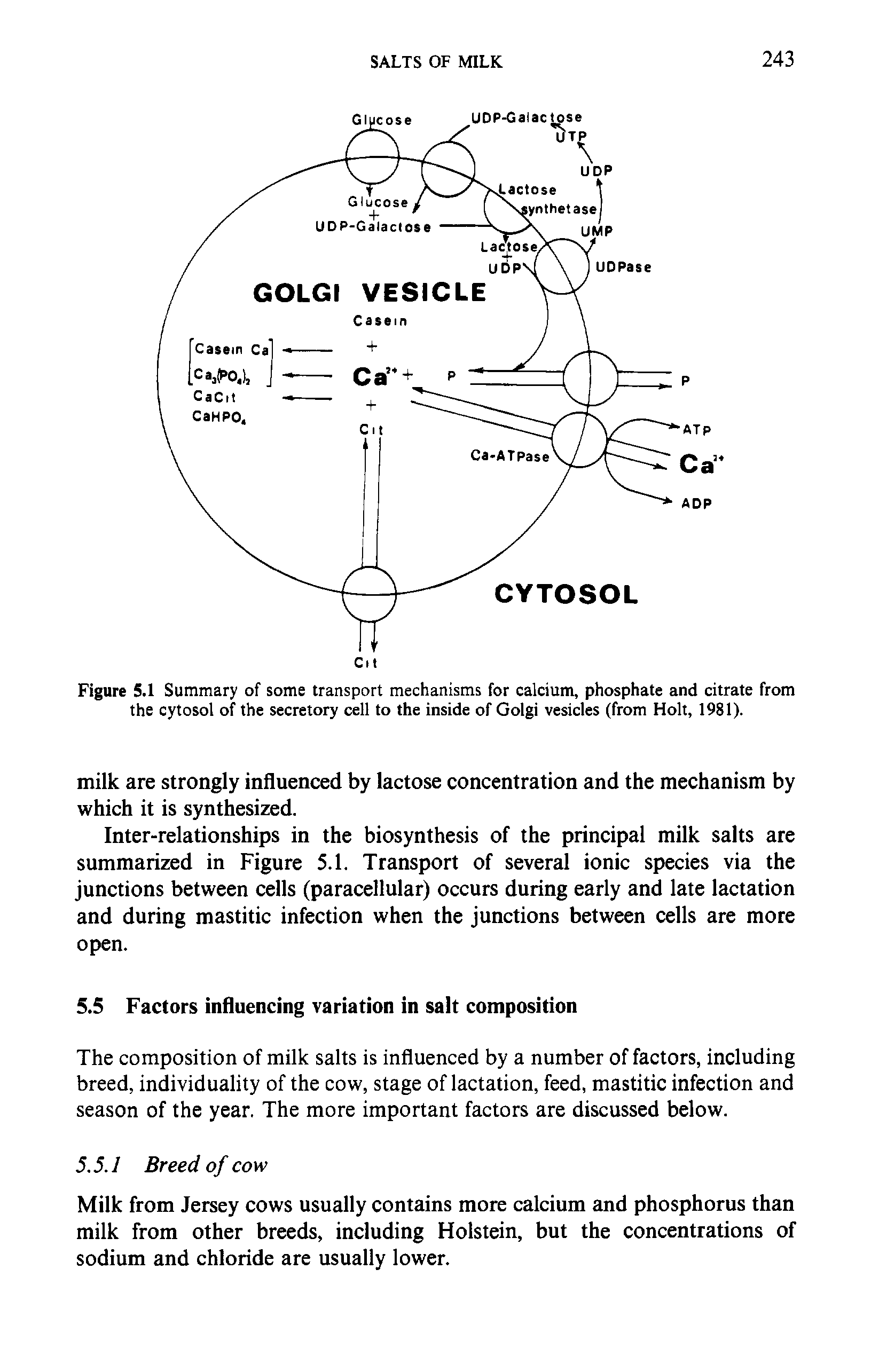 Figure 5.1 Summary of some transport mechanisms for calcium, phosphate and citrate from the cytosol of the secretory cell to the inside of Golgi vesicles (from Holt, 1981).