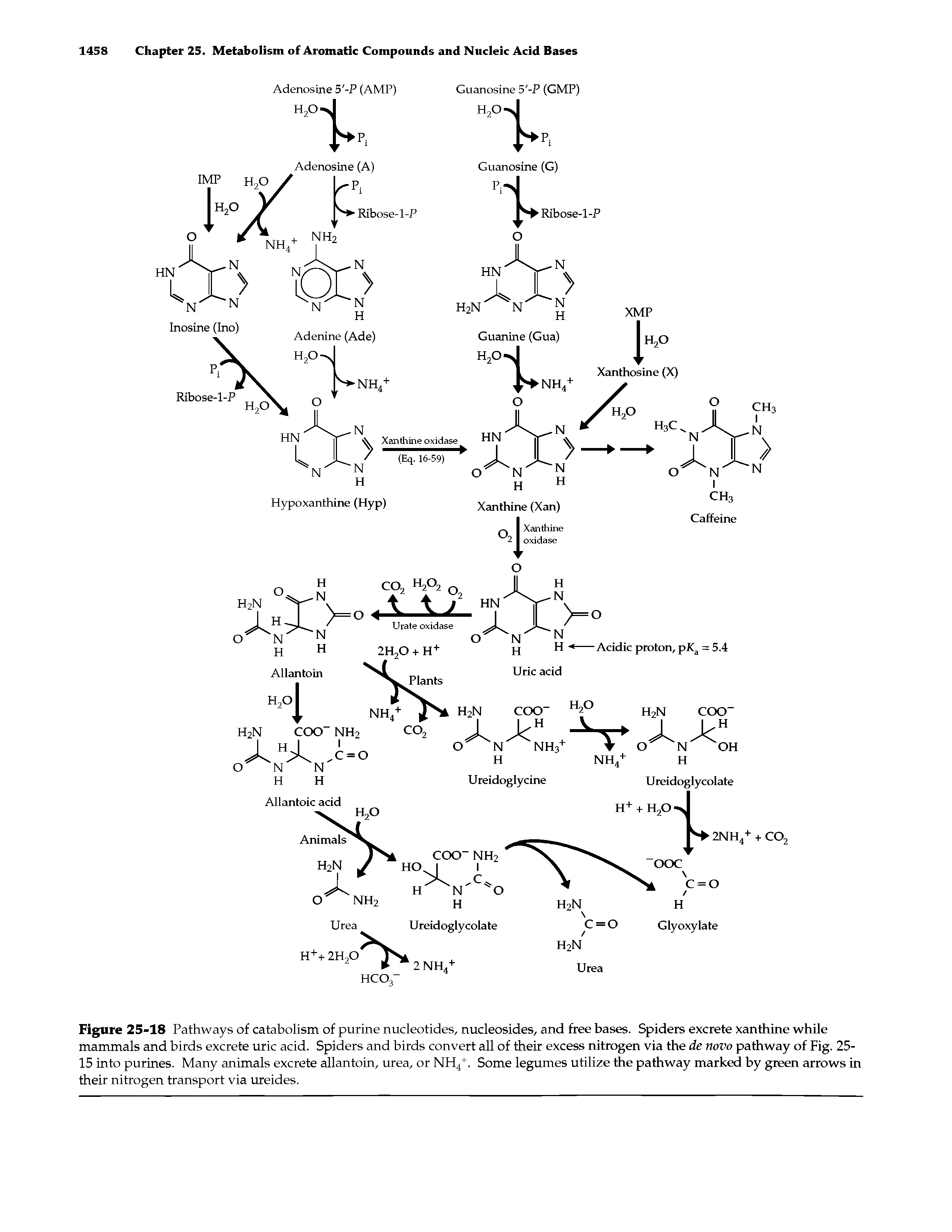 Figure 25-18 Pathways of catabolism of purine nucleotides, nucleosides, and free bases. Spiders excrete xanthine while mammals and birds excrete uric acid. Spiders and birds convert all of their excess nitrogen via the de novo pathway of Fig. 25-15 into purines. Many animals excrete allantoin, urea, or NH4+. Some legumes utilize the pathway marked by green arrows in their nitrogen transport via ureides.