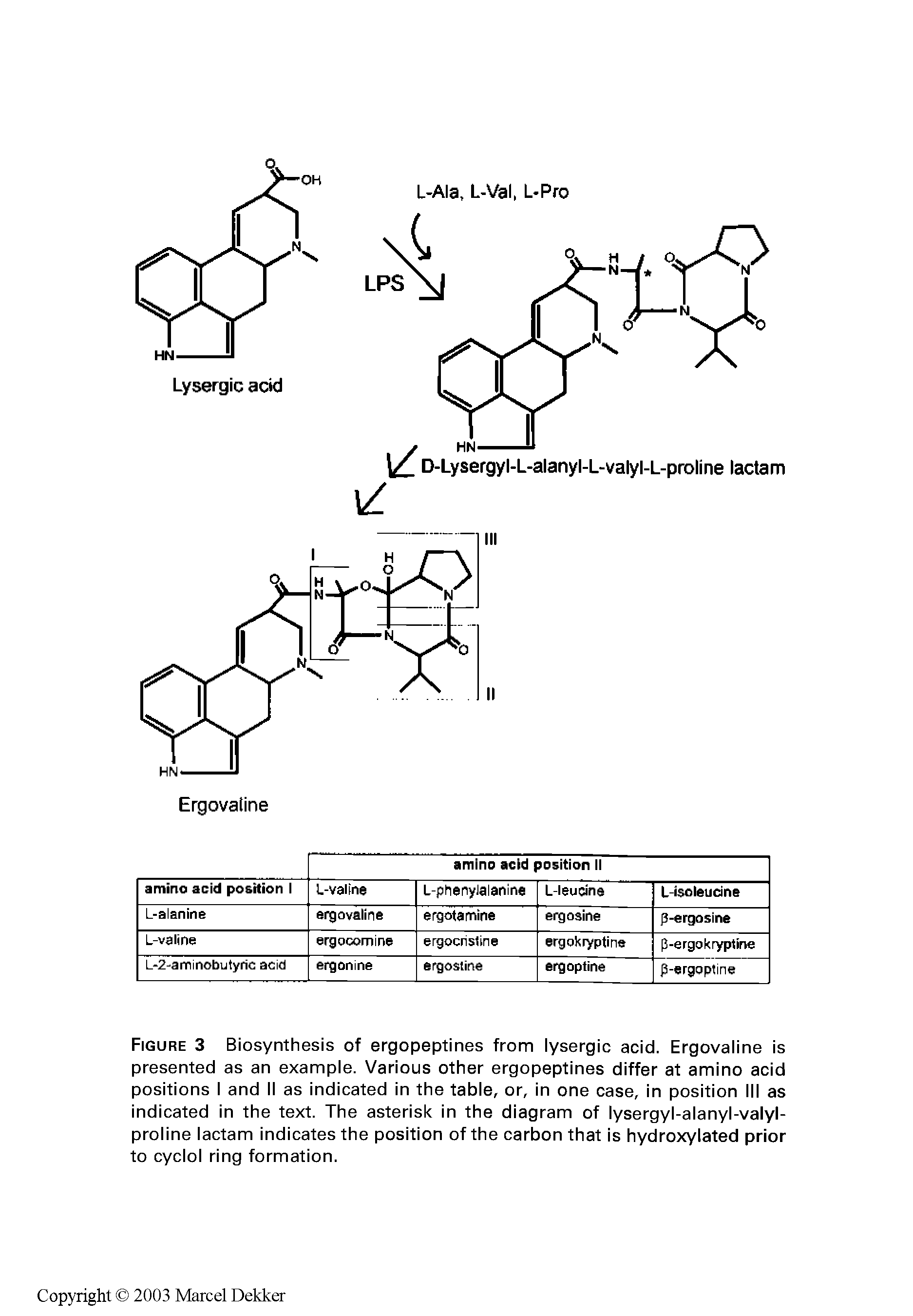 Figure 3 Biosynthesis of ergopeptines from lysergic acid. Ergovaline is presented as an example. Various other ergopeptines differ at amino acid positions I and II as indicated in the table, or, in one case, in position III as indicated in the text. The asterisk in the diagram of lysergyl-alanyl-valyl-proline lactam indicates the position of the carbon that is hydroxylated prior to cyclol ring formation.